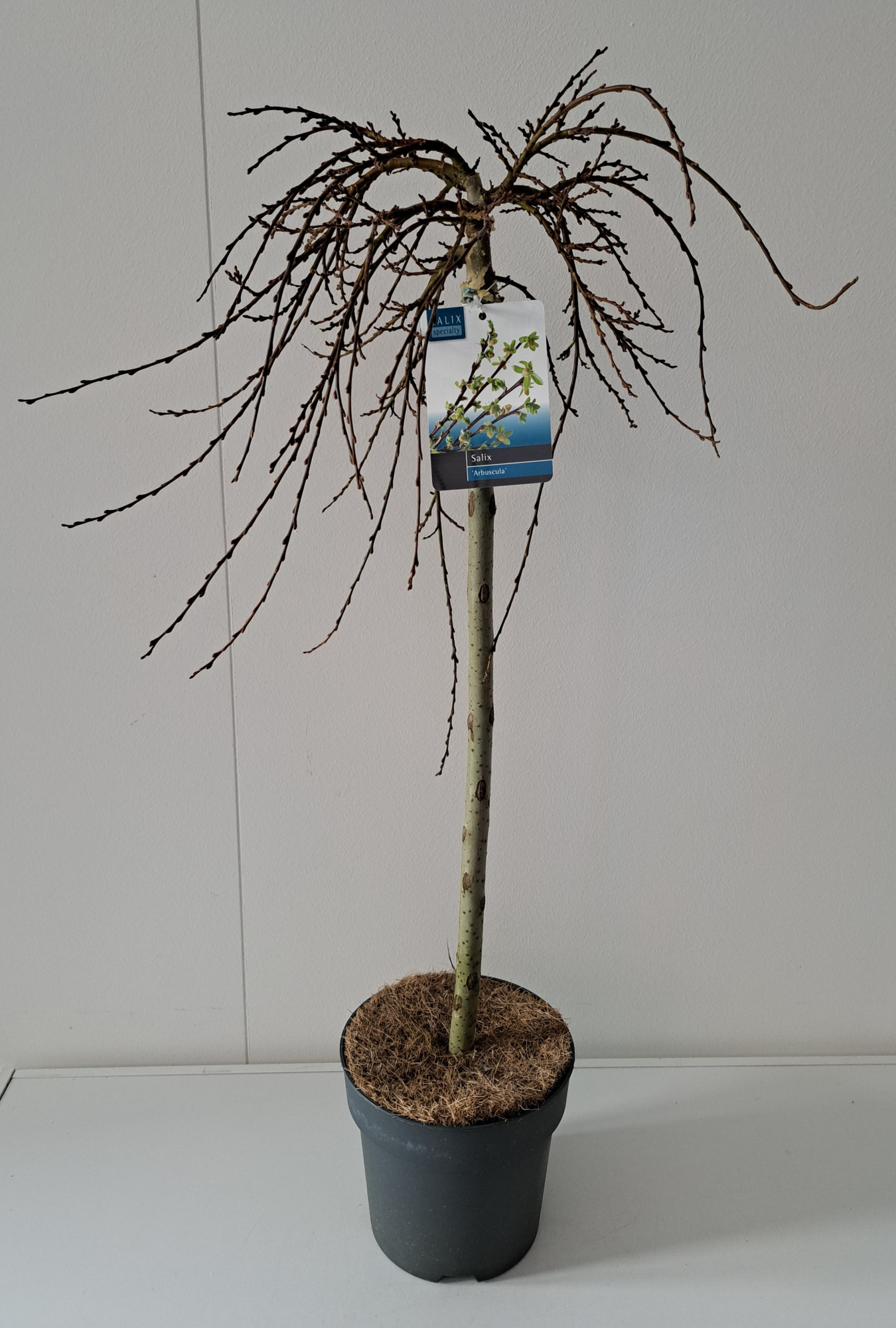 Salix Arbuscula stam 60, D 19