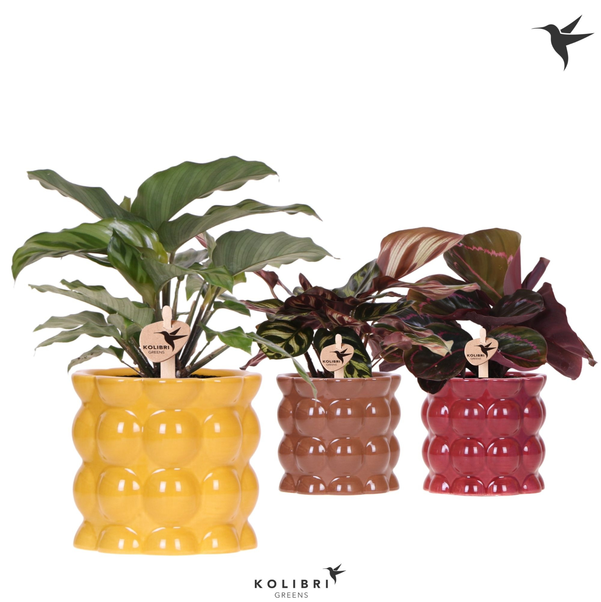 Kolibri Greens Calathea mix in Cotton pot yellow mix, D 9 cm