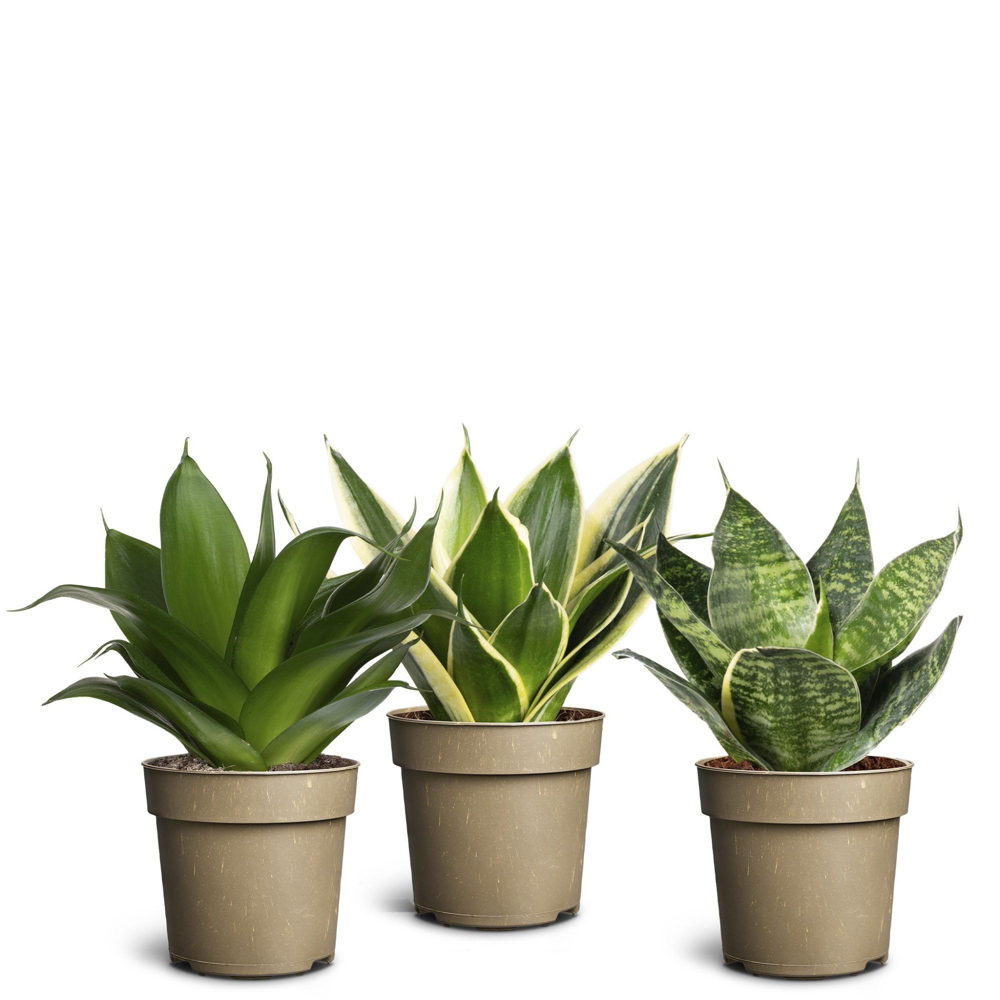 Sansevieria Collection, D 11