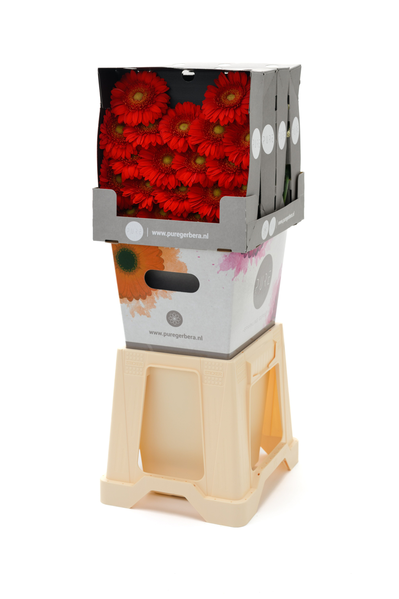 Гермини Карри, шт.