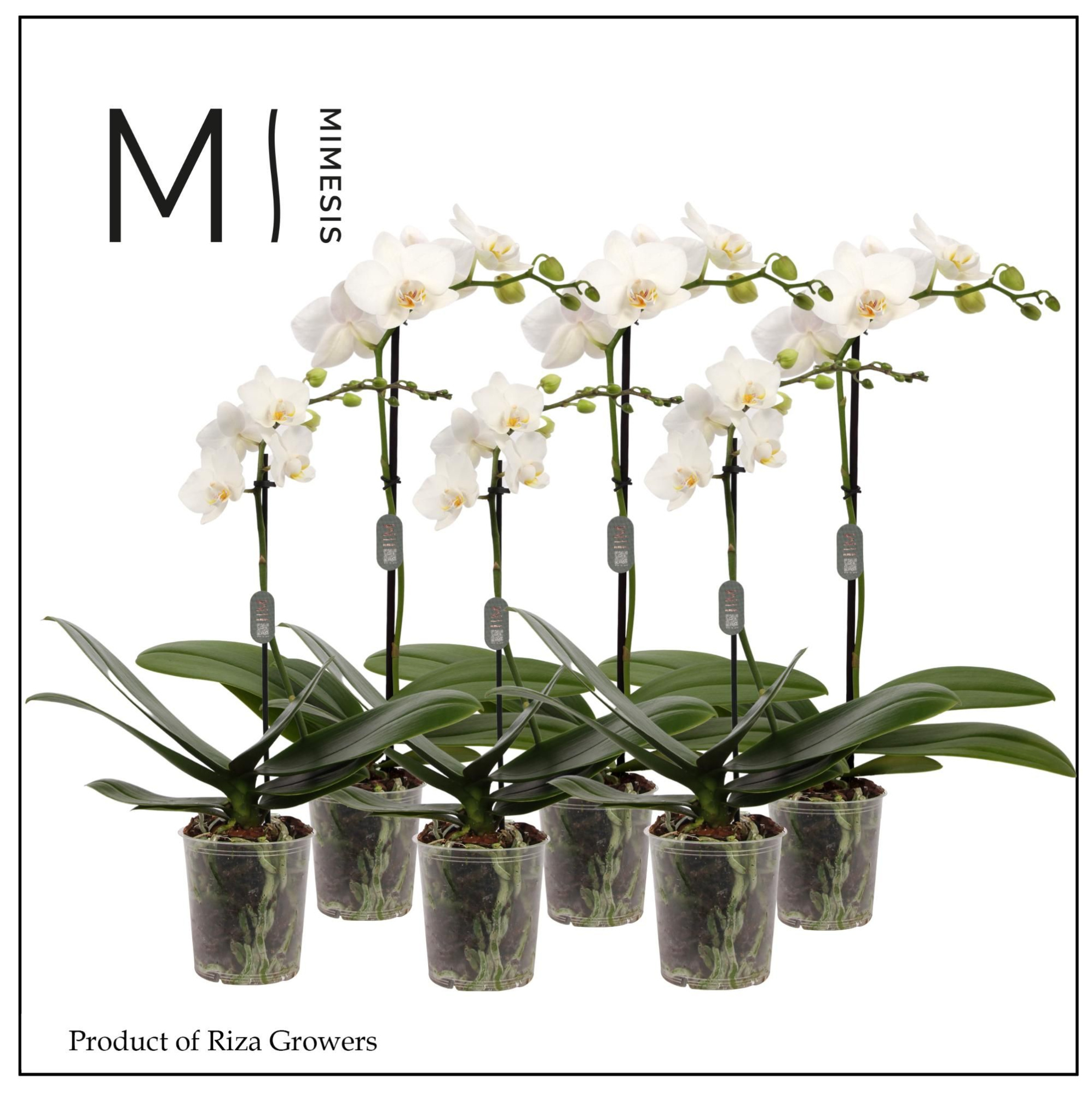 Phalaenopsis White 1 Spike - 9cm | Mimesis, D 9 cm