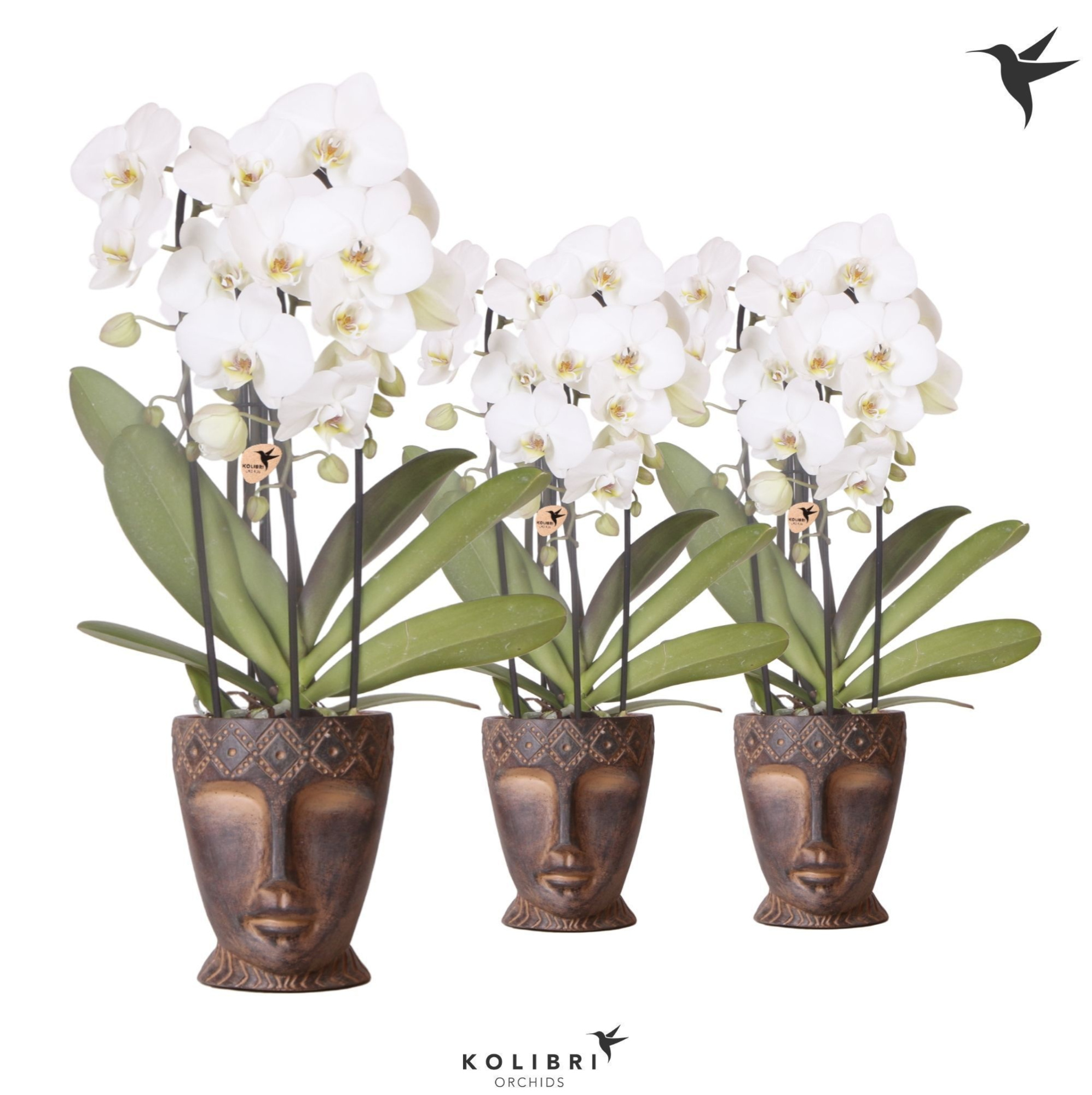 Kolibri Orchids Cascade Niagara Fall white 3 spike in Totem Mask pot, D 12