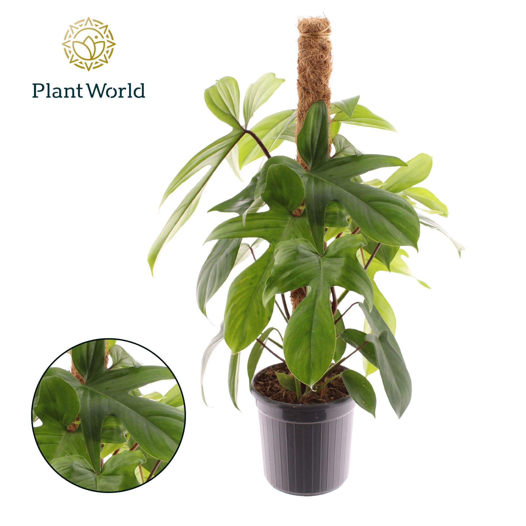Philodendron Green Beauty Mosstok, D 16 cm