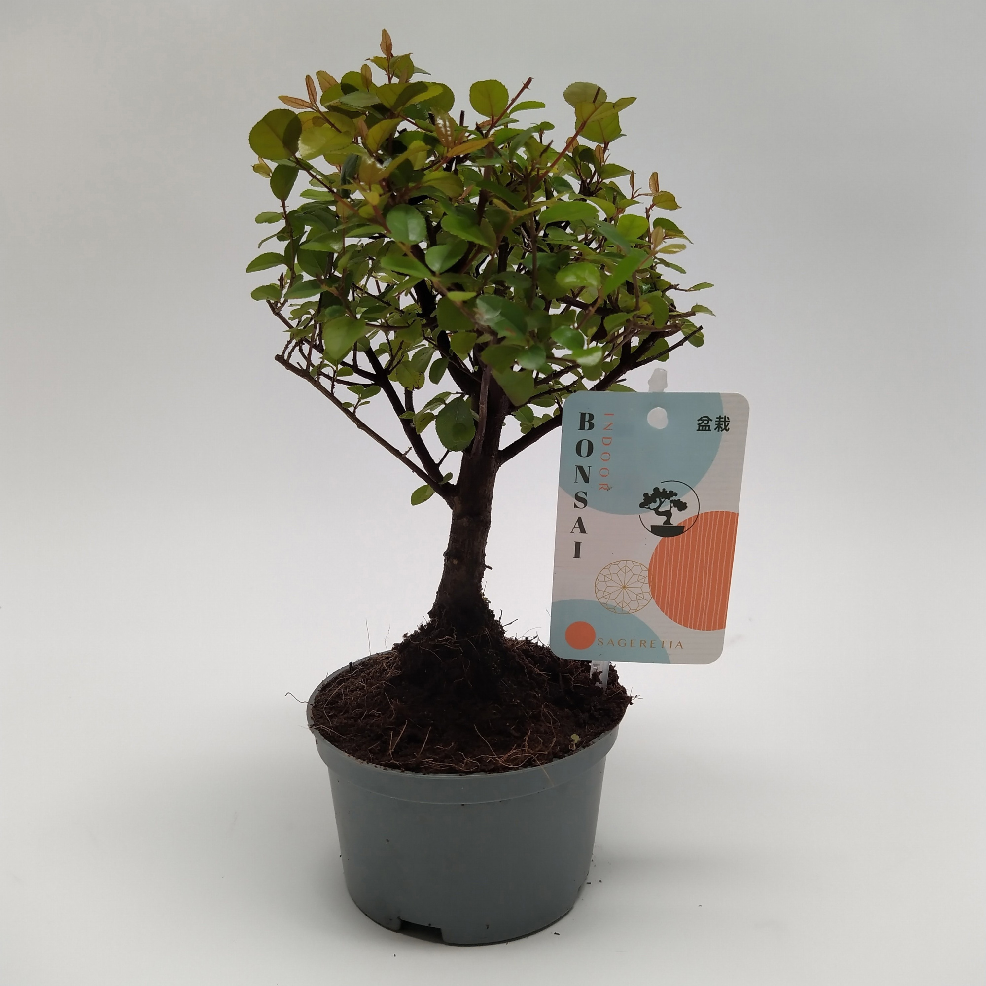 Sageretia Bonsai teeltpot 10 cm, D 10 cm