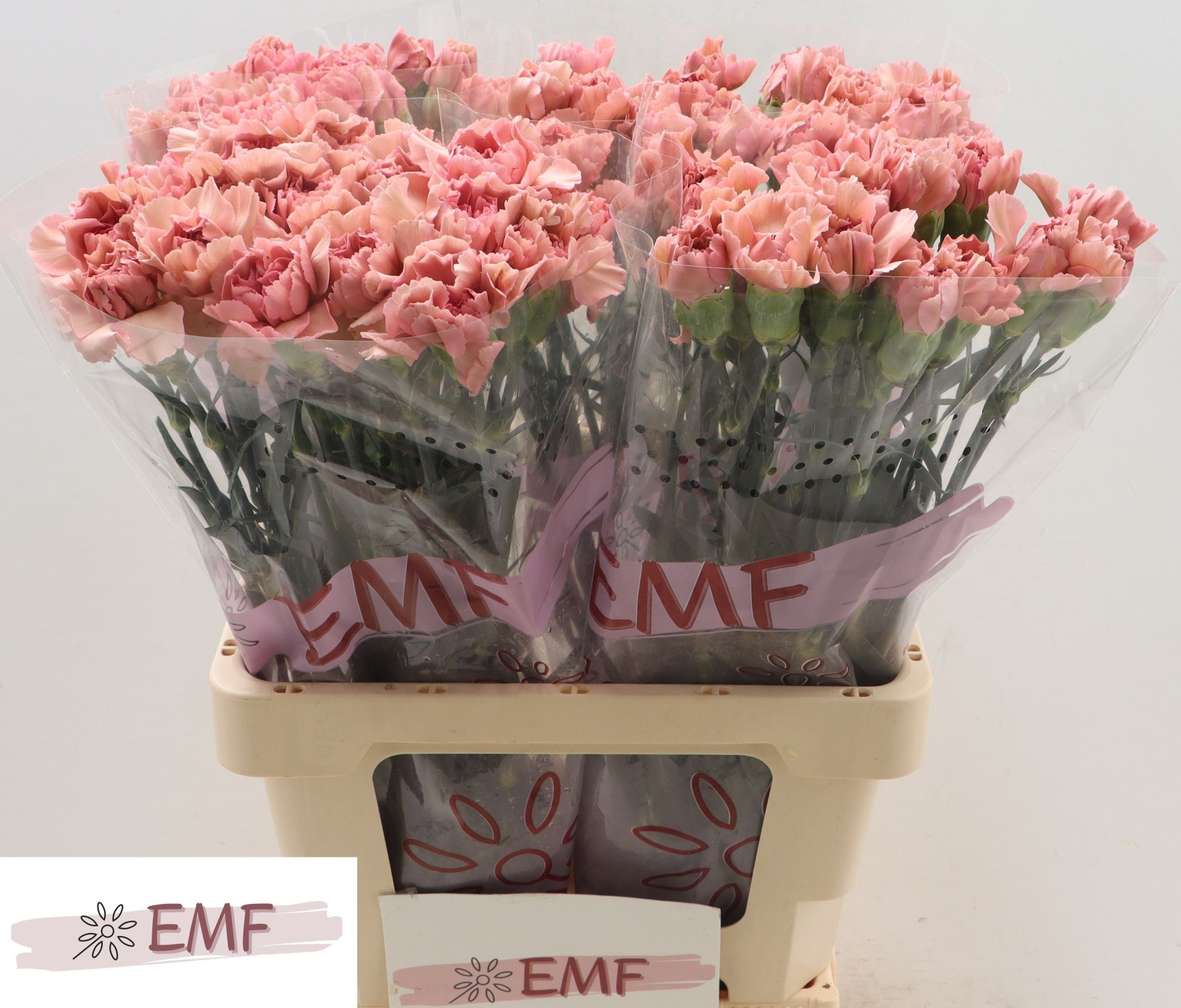 Диантус од. Леди Даяна, шт.