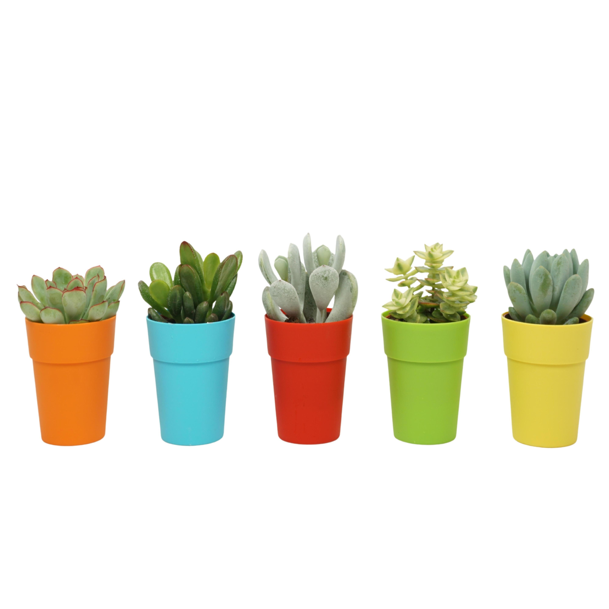 Succulenten mix 5,5 cm in gekleurd gerecycled kunststof potje, D 5,5 cm