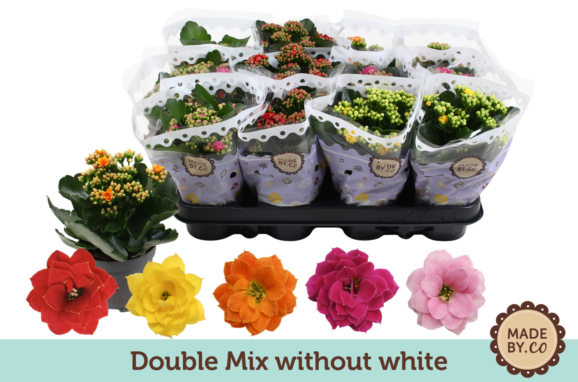 Kalanchoë Double Mix without white, D 9 cm