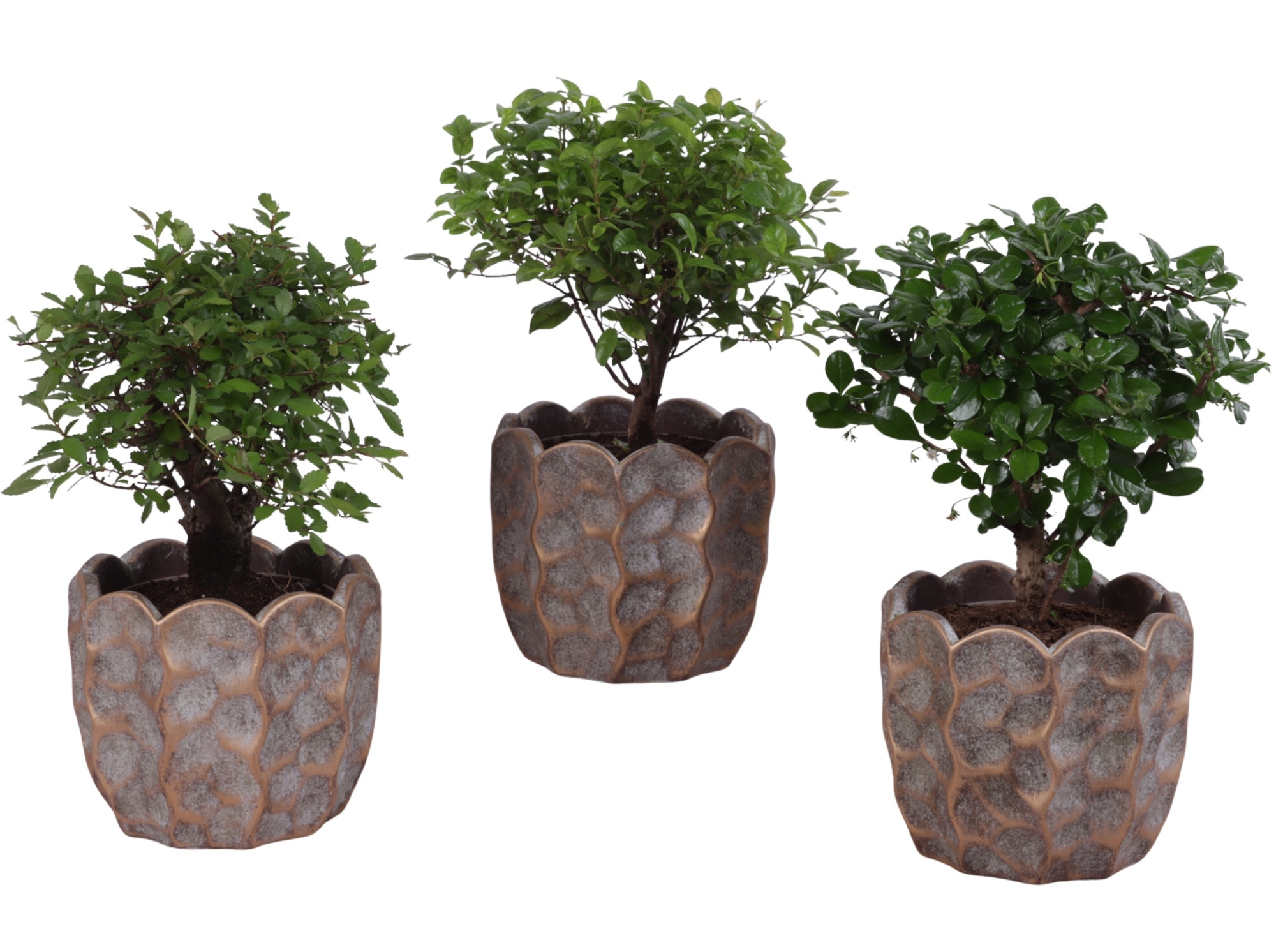 Bonsai Indoor Mix Ø12cm Ball Shape in Ø15cm Ceramic PL670, D 15