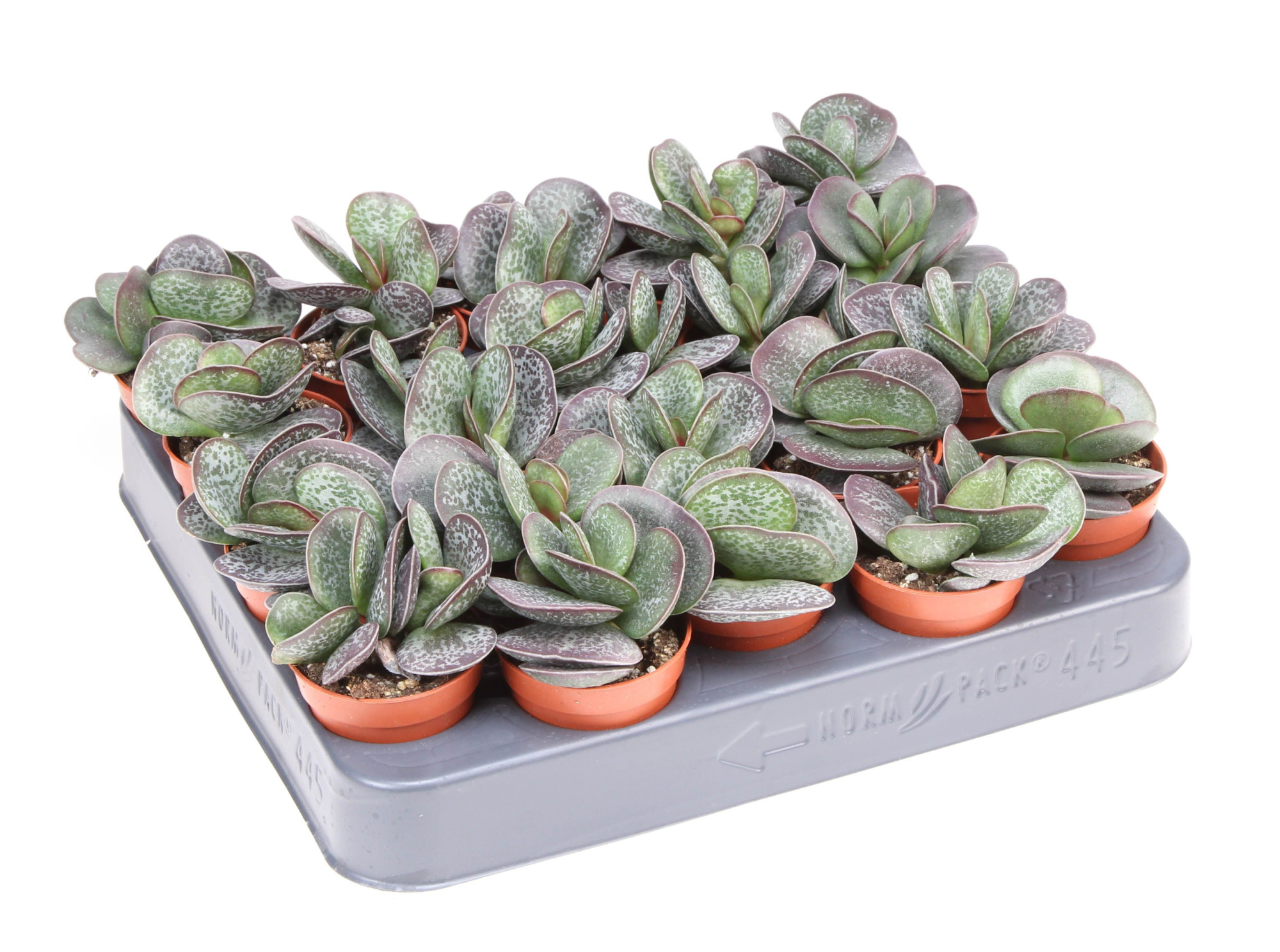Adromischus trigynus, D 5,5