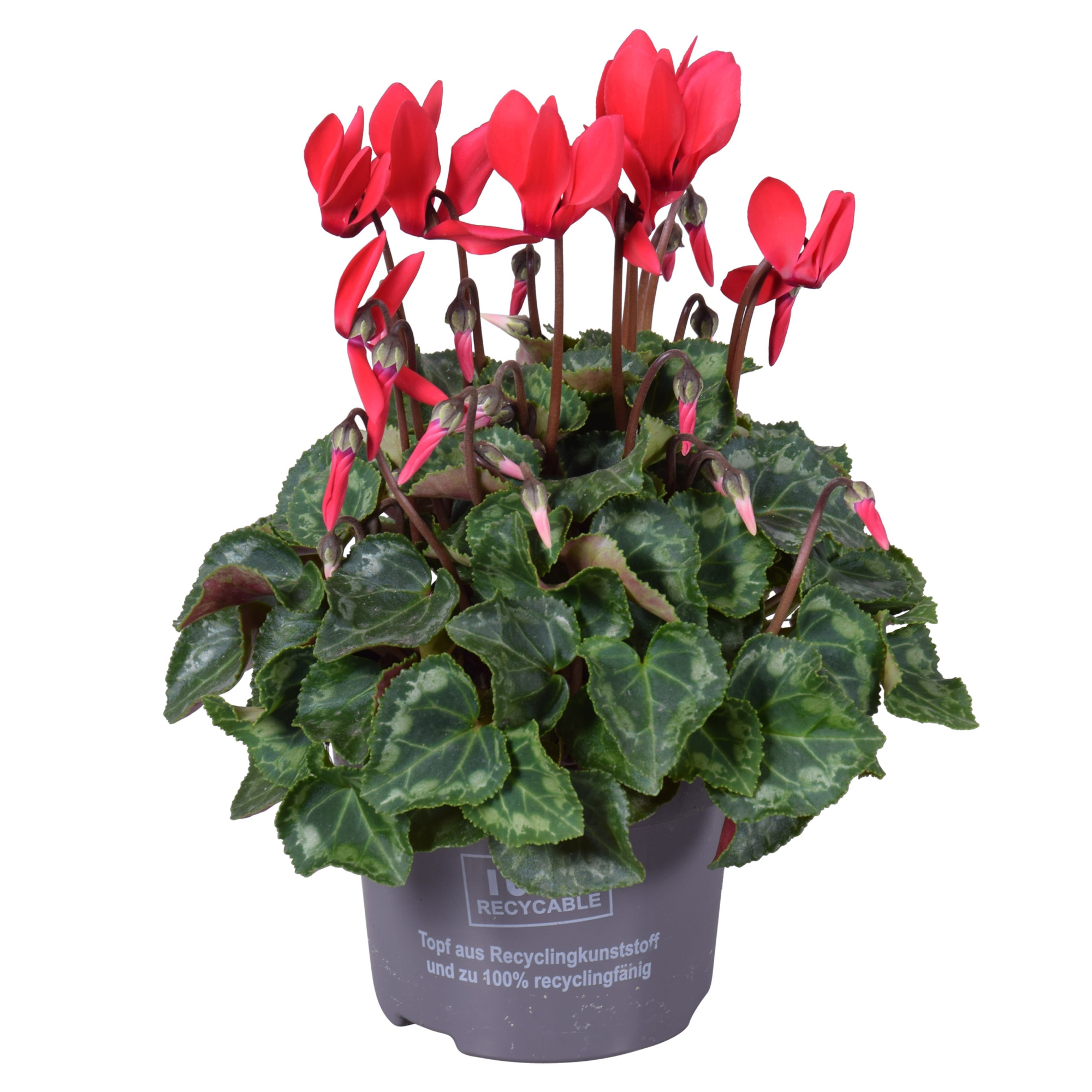 Cyclaam mini rood, D 10,5