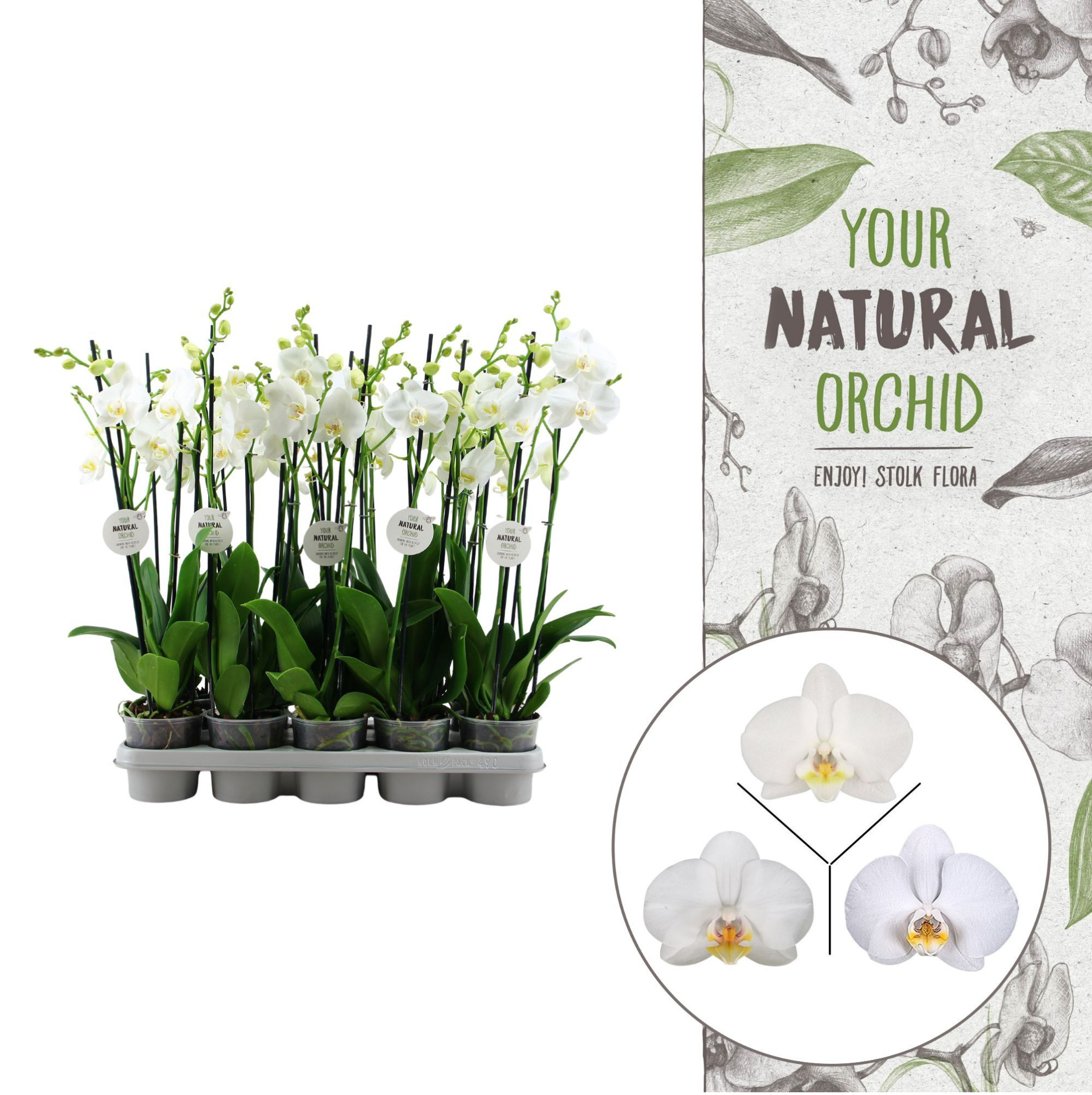 Your Natural Orchid | White | Phalaenopsis 3 spike, D 12 cm