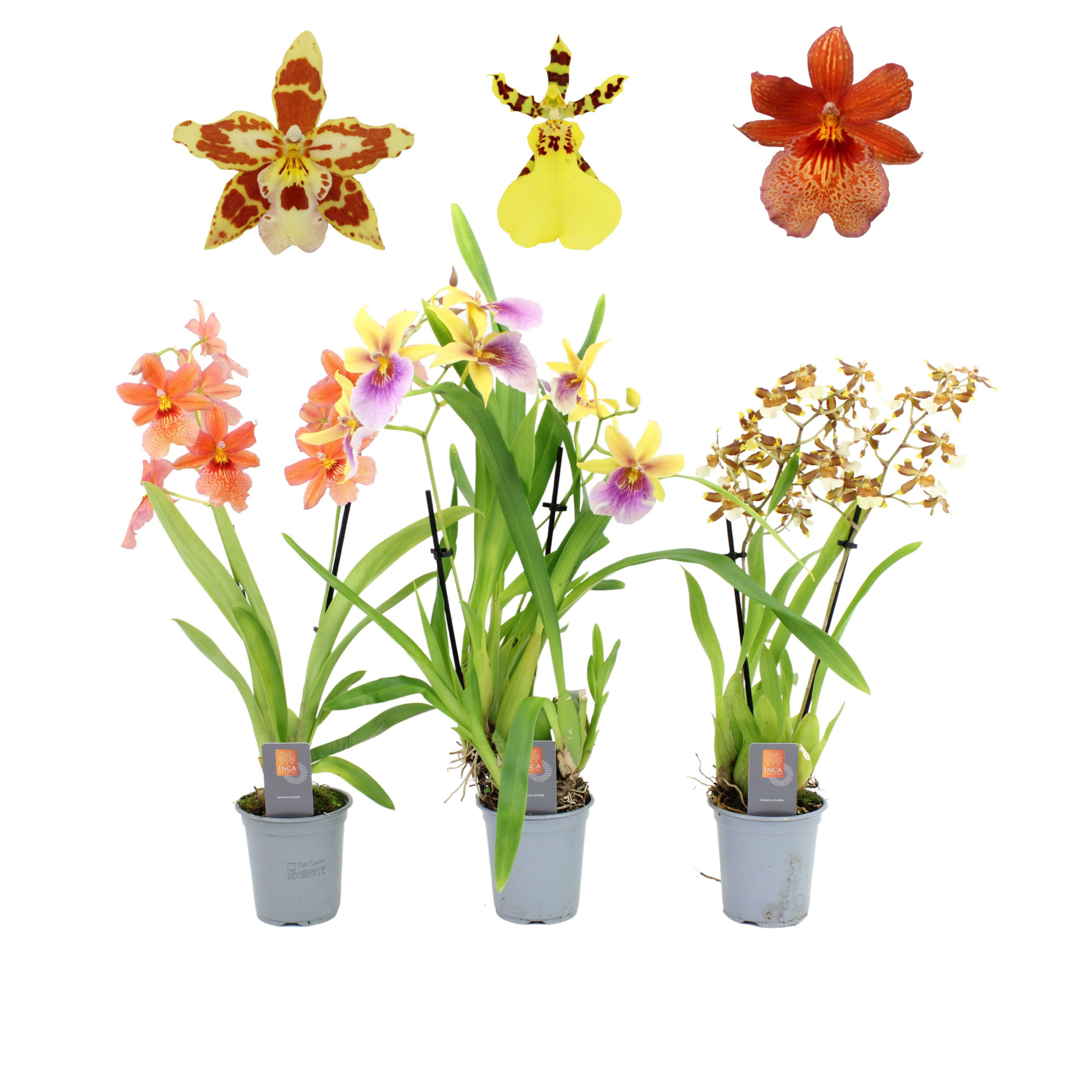 Inca Orchid Sunny Glow mix 2 spike 9cm, D 9