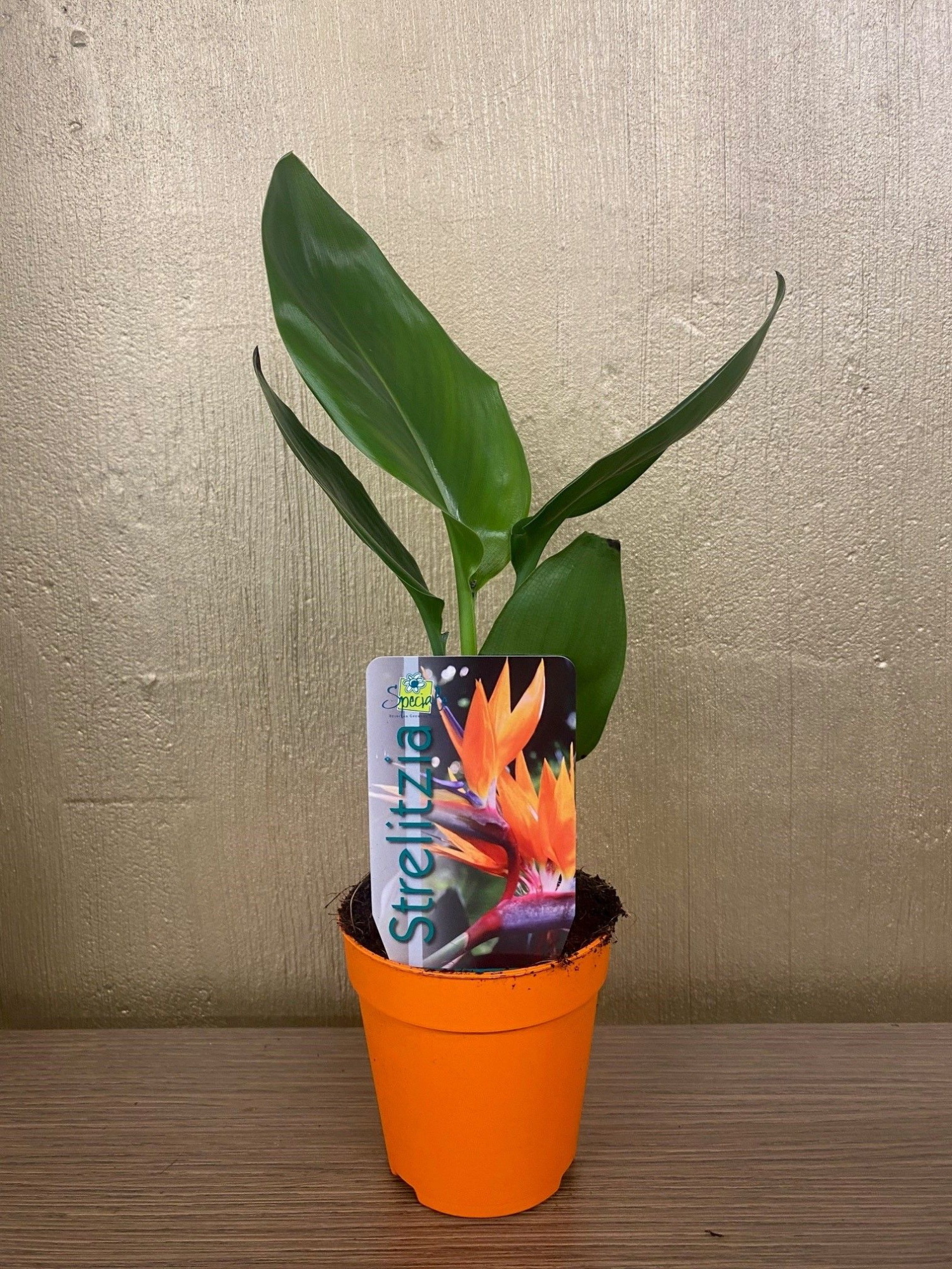 Strelitzia reginae p9, D 9 cm