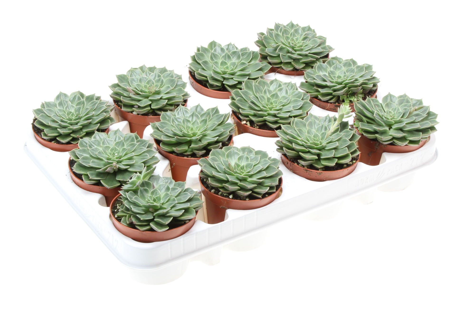 Graptopetalum bellum, D 8,5