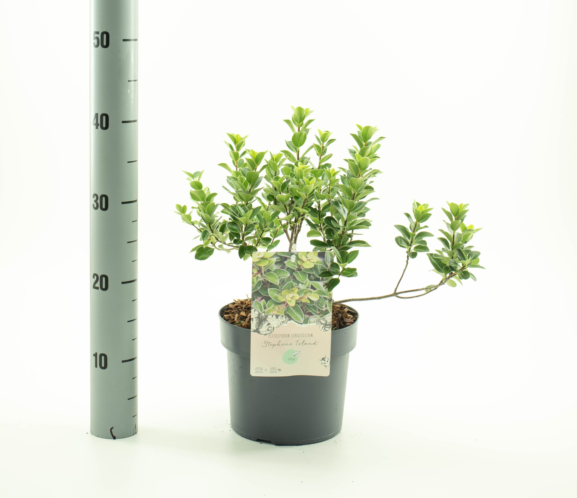 Pittosporum ten. 'Stephens Island', D 19 cm