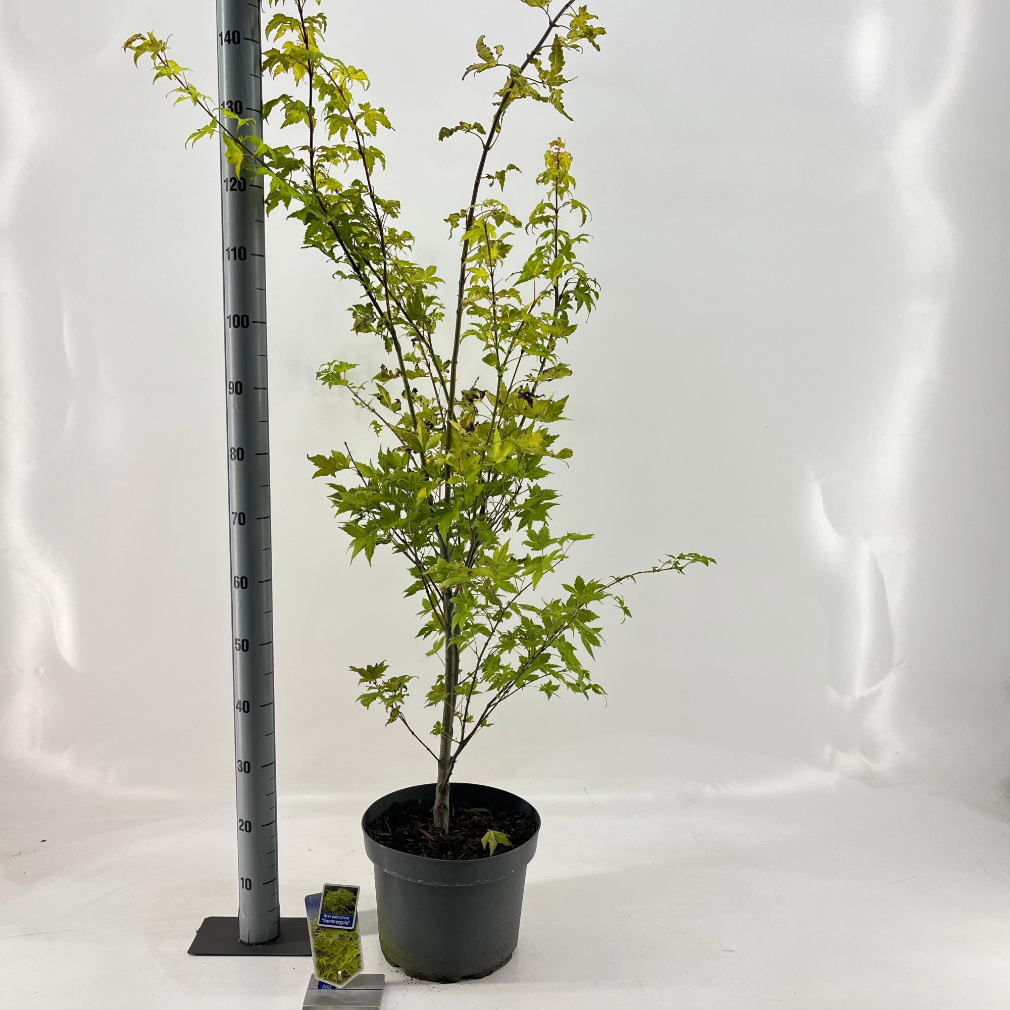 Acer pal. 'Summer Gold', D 29 cm