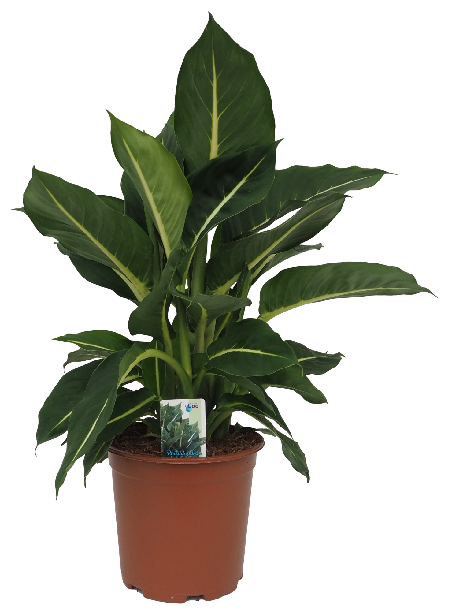 Dieffenbachia Green Magic, D 19