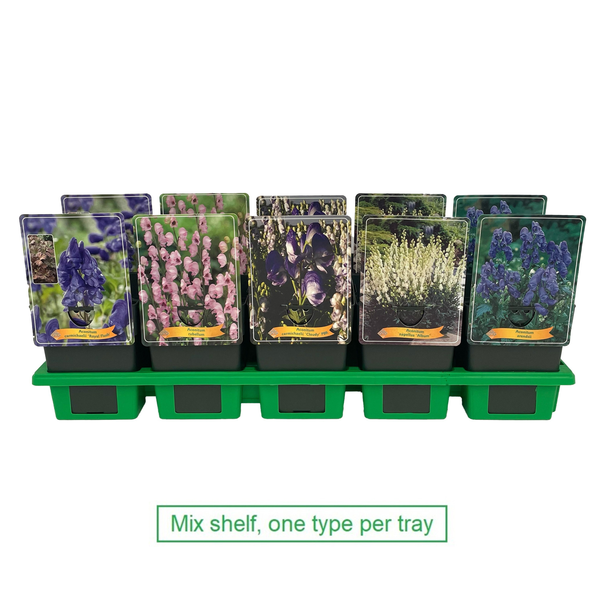 Aconitum mix laag P11, D 11