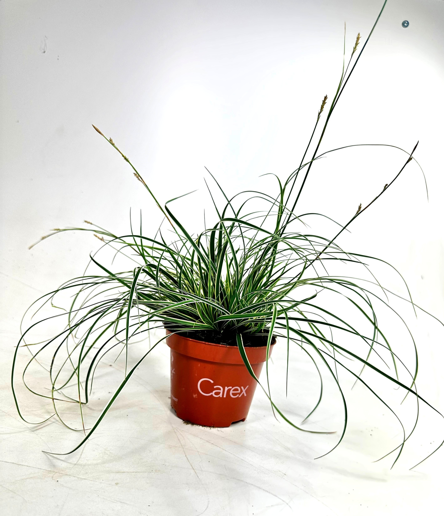 Carex con. 'Snowline', D 10,5