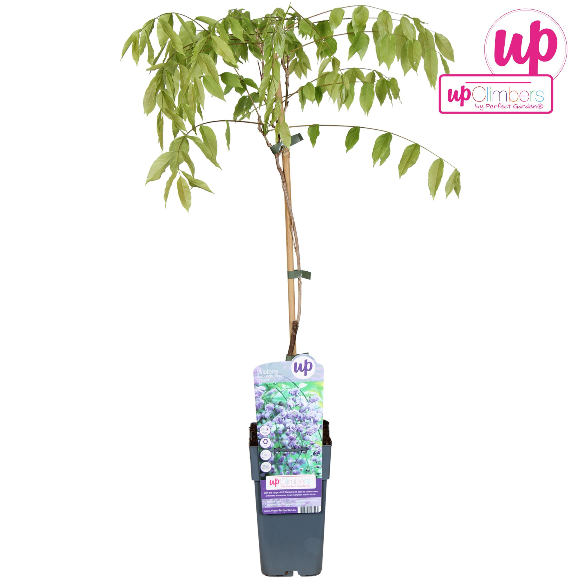 Wisteria floribunda Black Dragon P15, D 15 cm