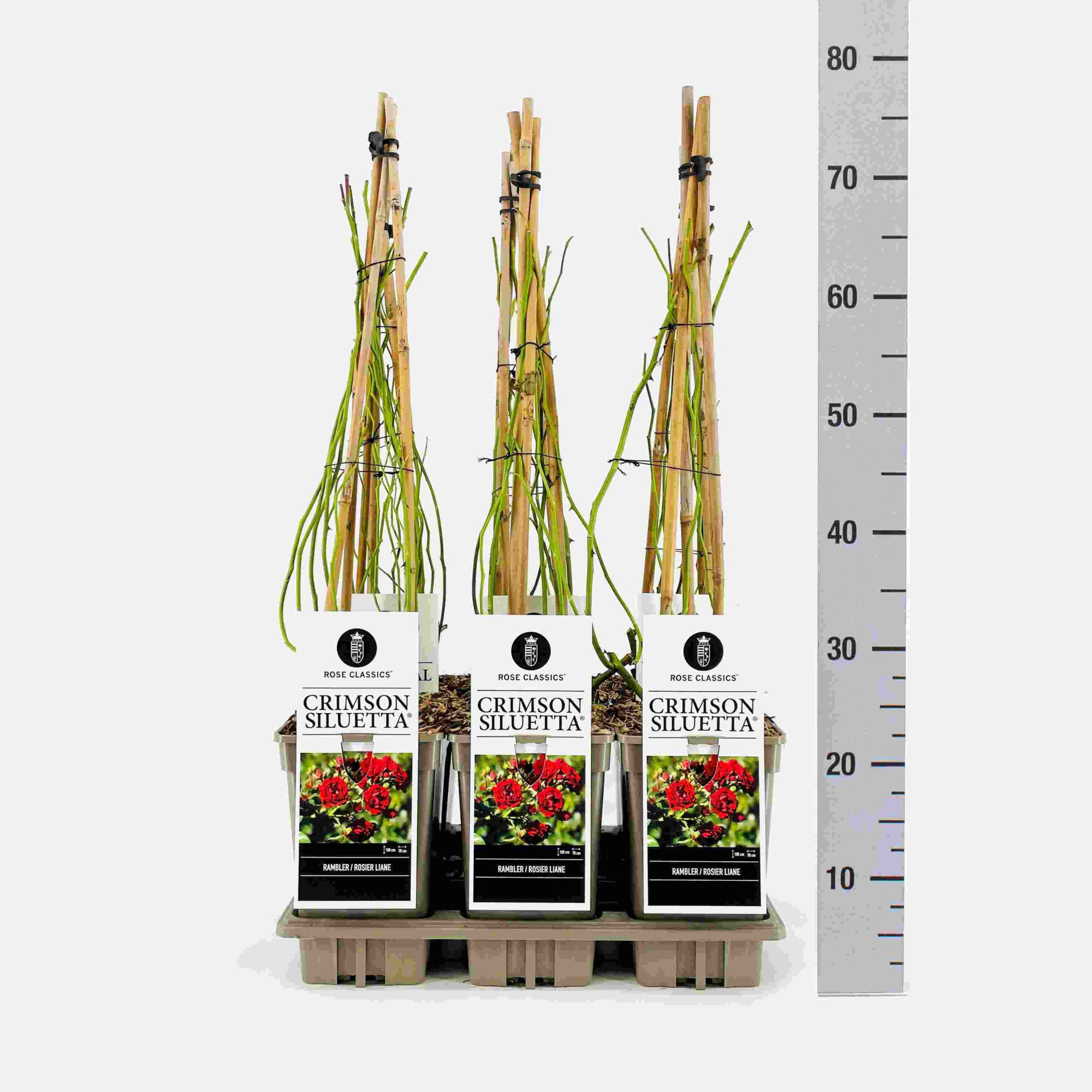 Rosa (Rambler) Crimson Siluetta ®, C3, 3 stok 75cm, D 17