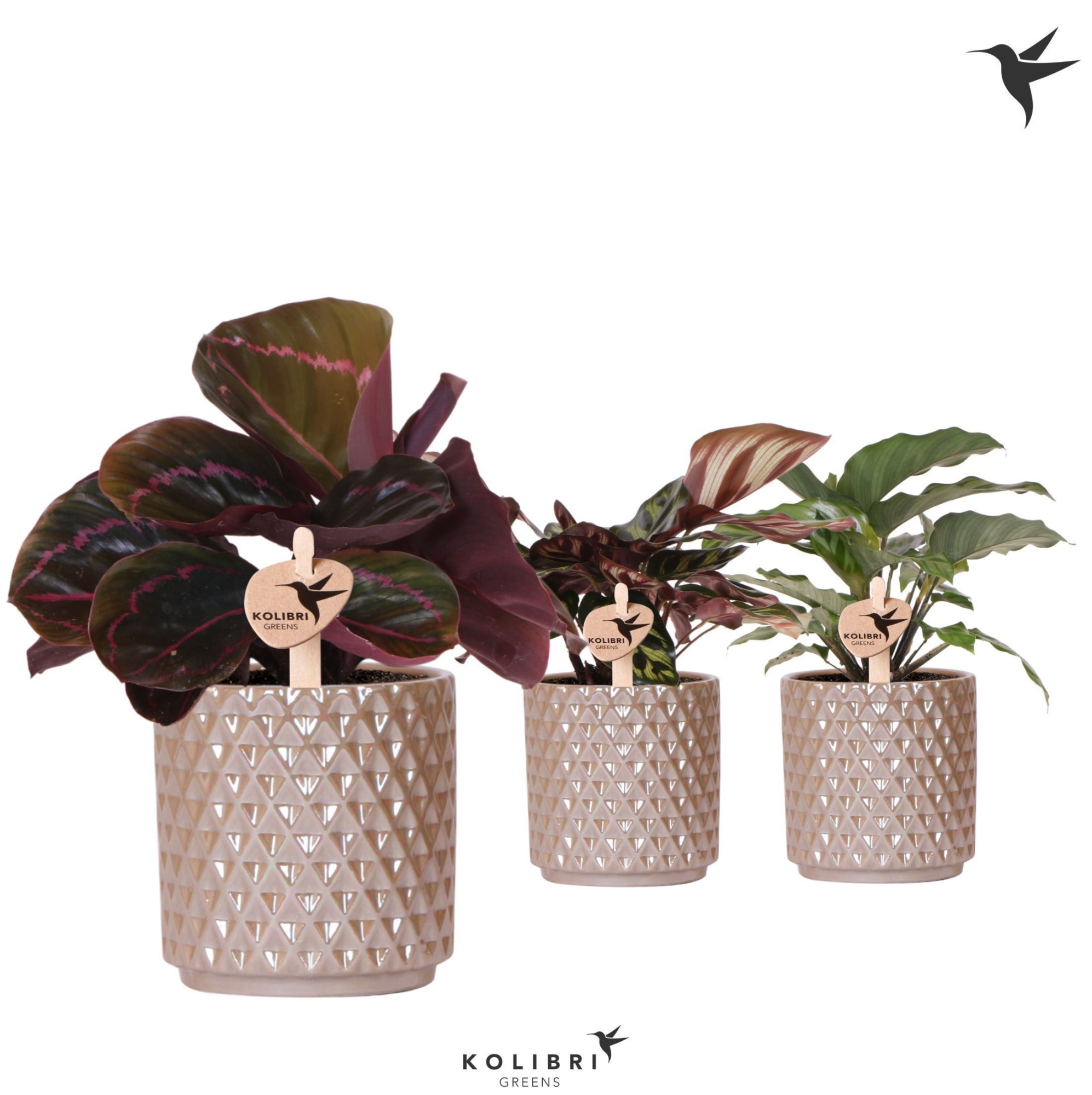 Kolibri Greens Calathea mix in Diamond Pearl pot sand, D 9