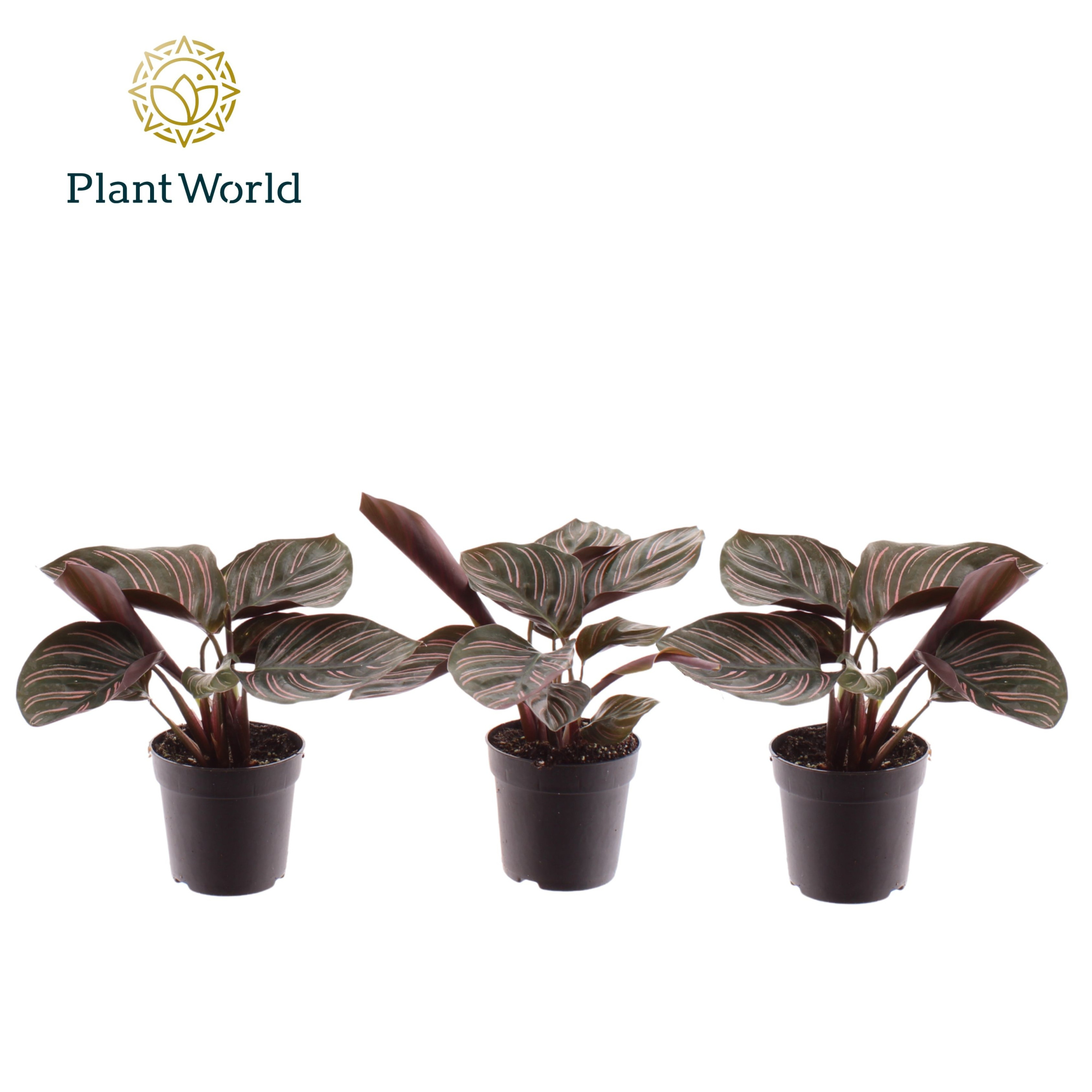 Calathea Ornata 7 cm, D 7 cm