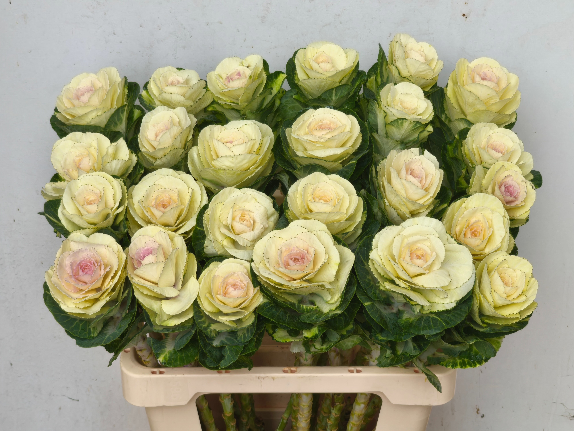 Брассика Вайт Крэйн 60, шт.