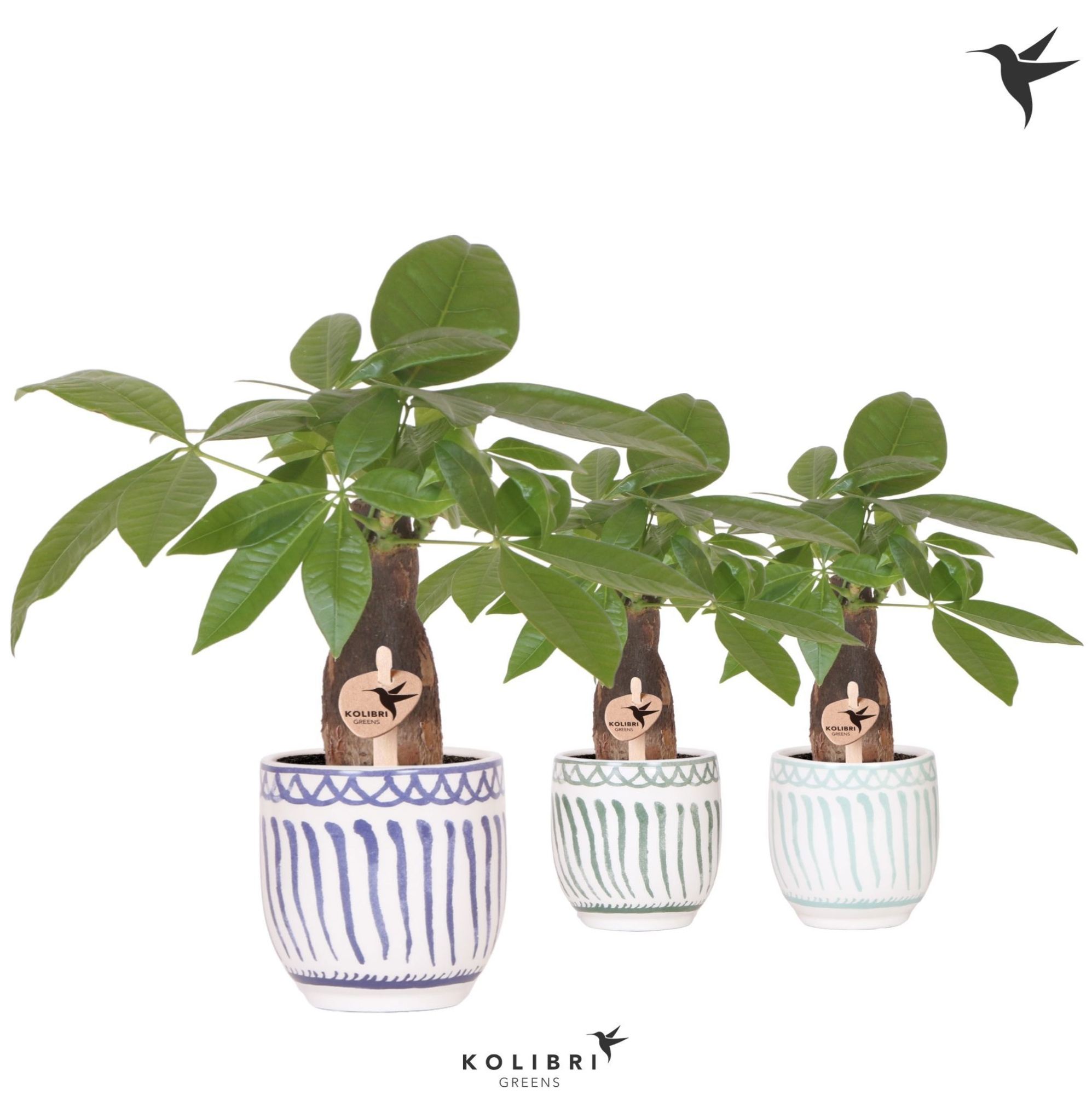 Kolibri Greens Pachira in Granada pot blue mix, D 9