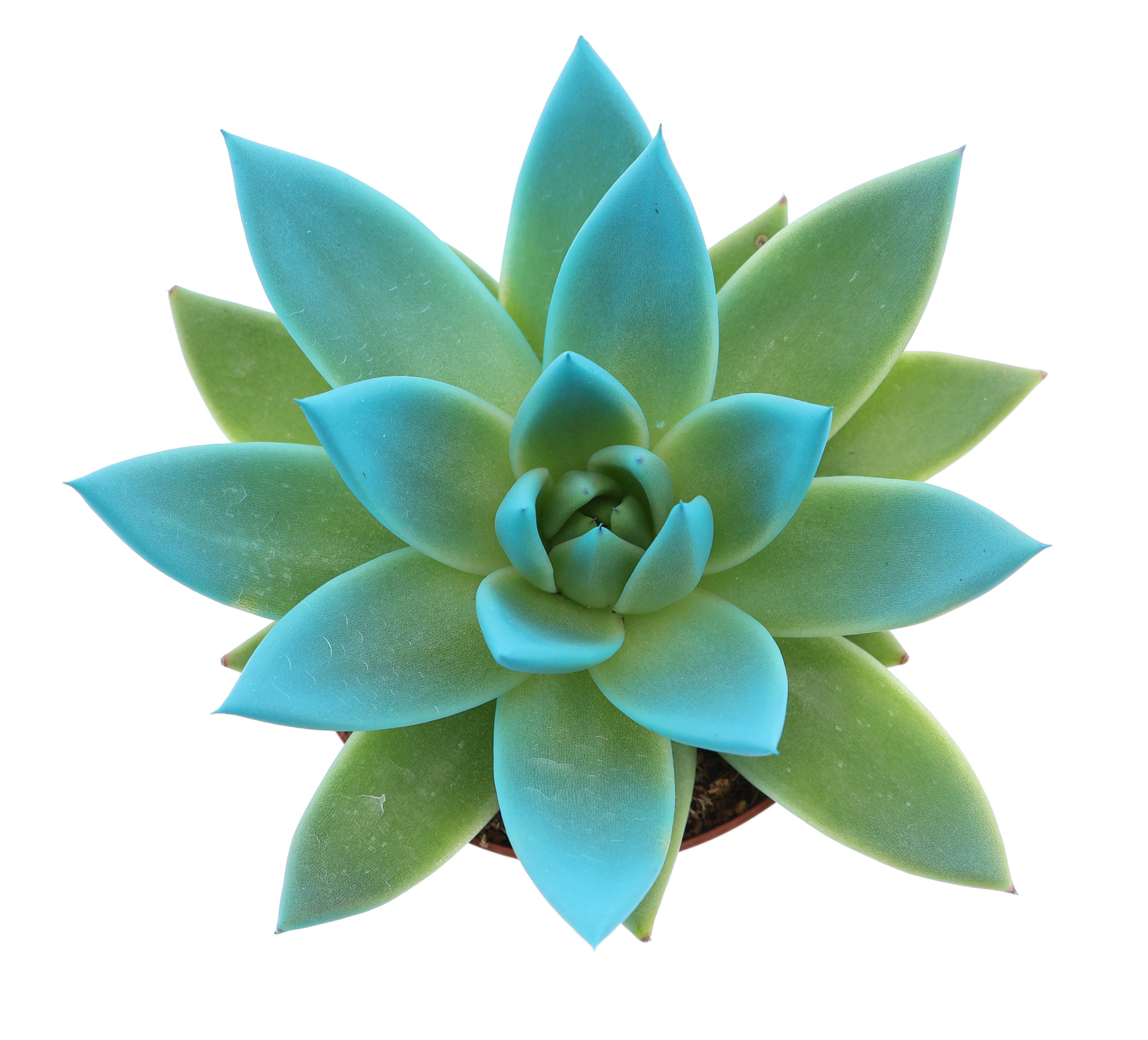 Miranda tips sky blue, D 8,5 cm