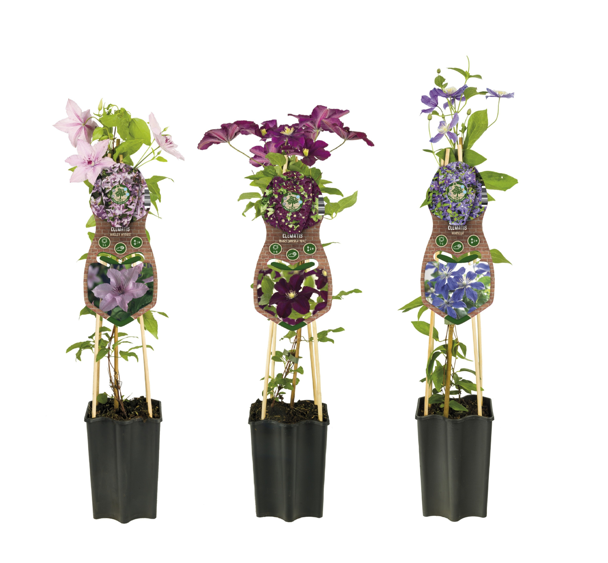 Mixtray Clematis +3.0 label, D 15