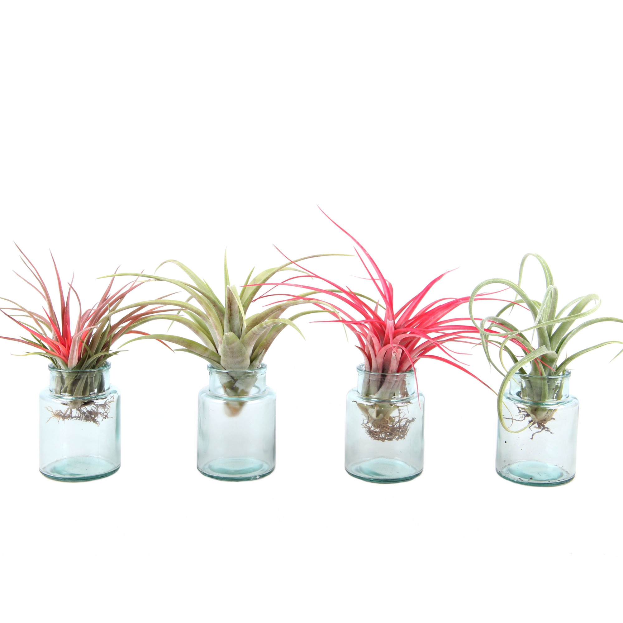 Tillandsia Airplant mix in glas, D 7