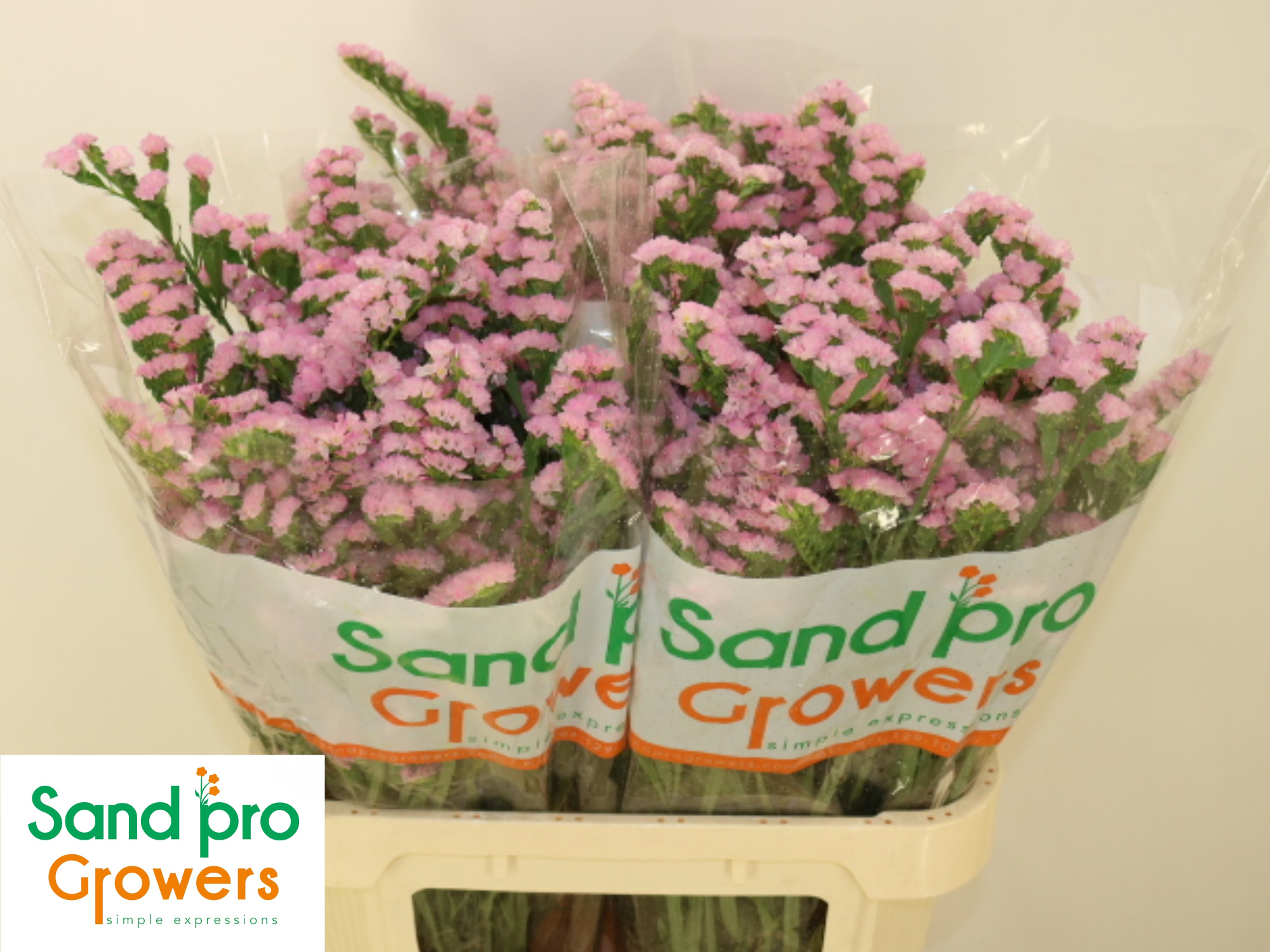 Статица Лючия Пинк 80, шт.