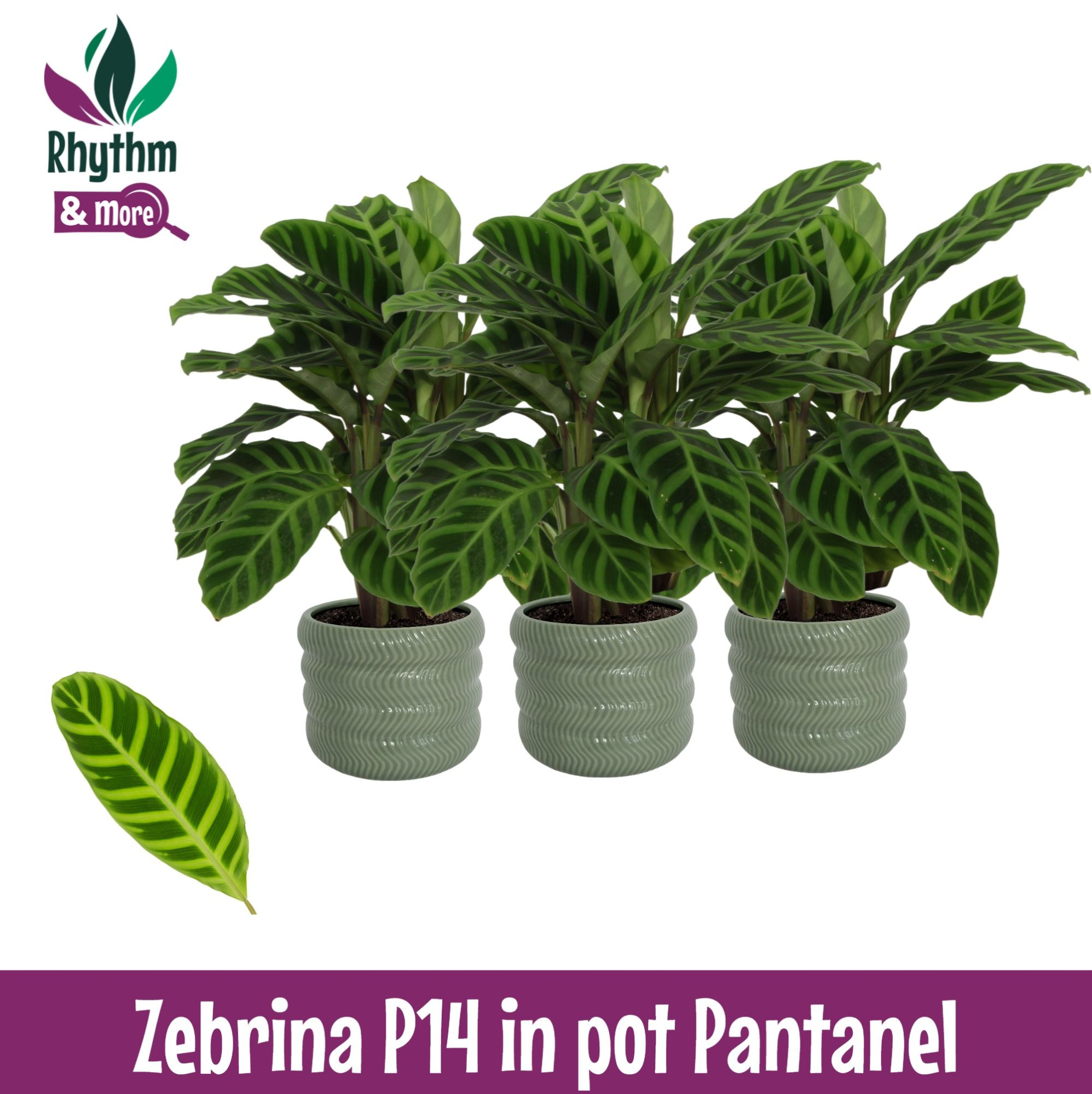 Calathea 14cm Zebrina in Pantanel Keramiek - Rhythm & More, D 14 cm