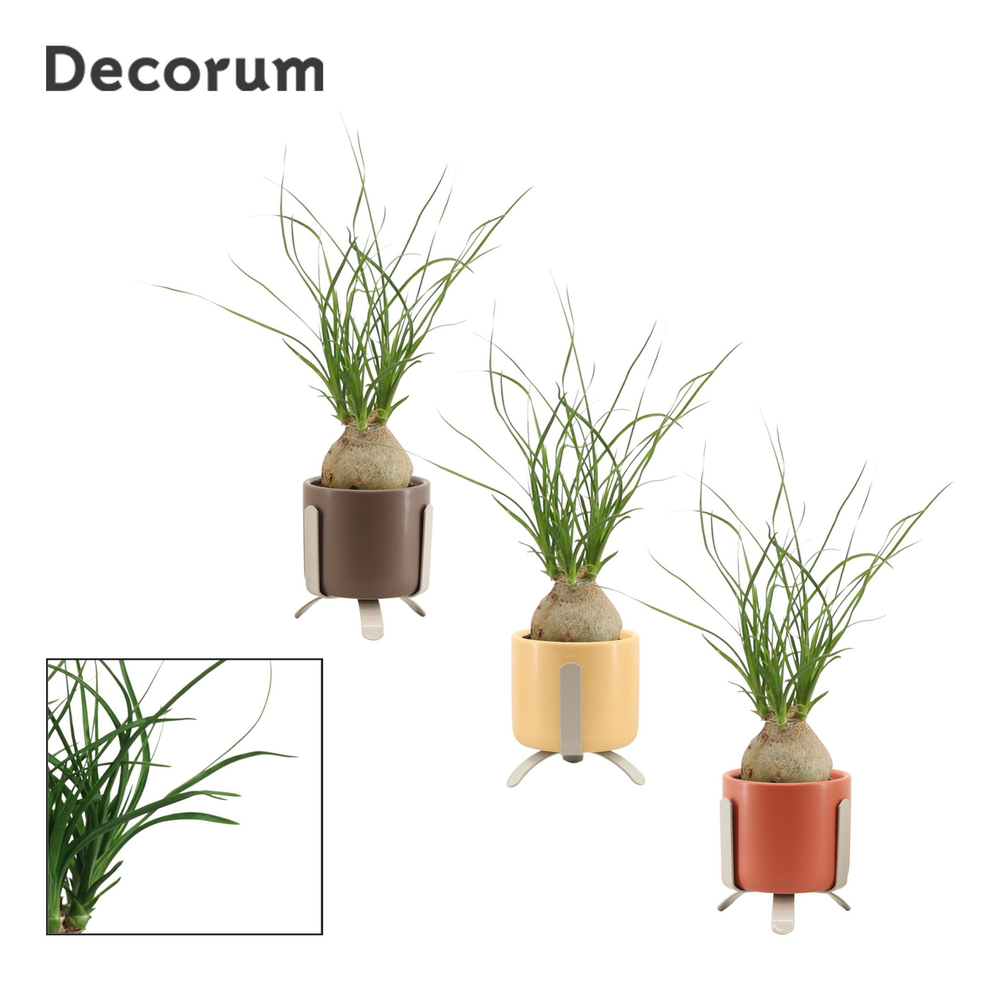 Beaucarnea bol 6 cm in Luca (Nature Love-collection), D 6 cm