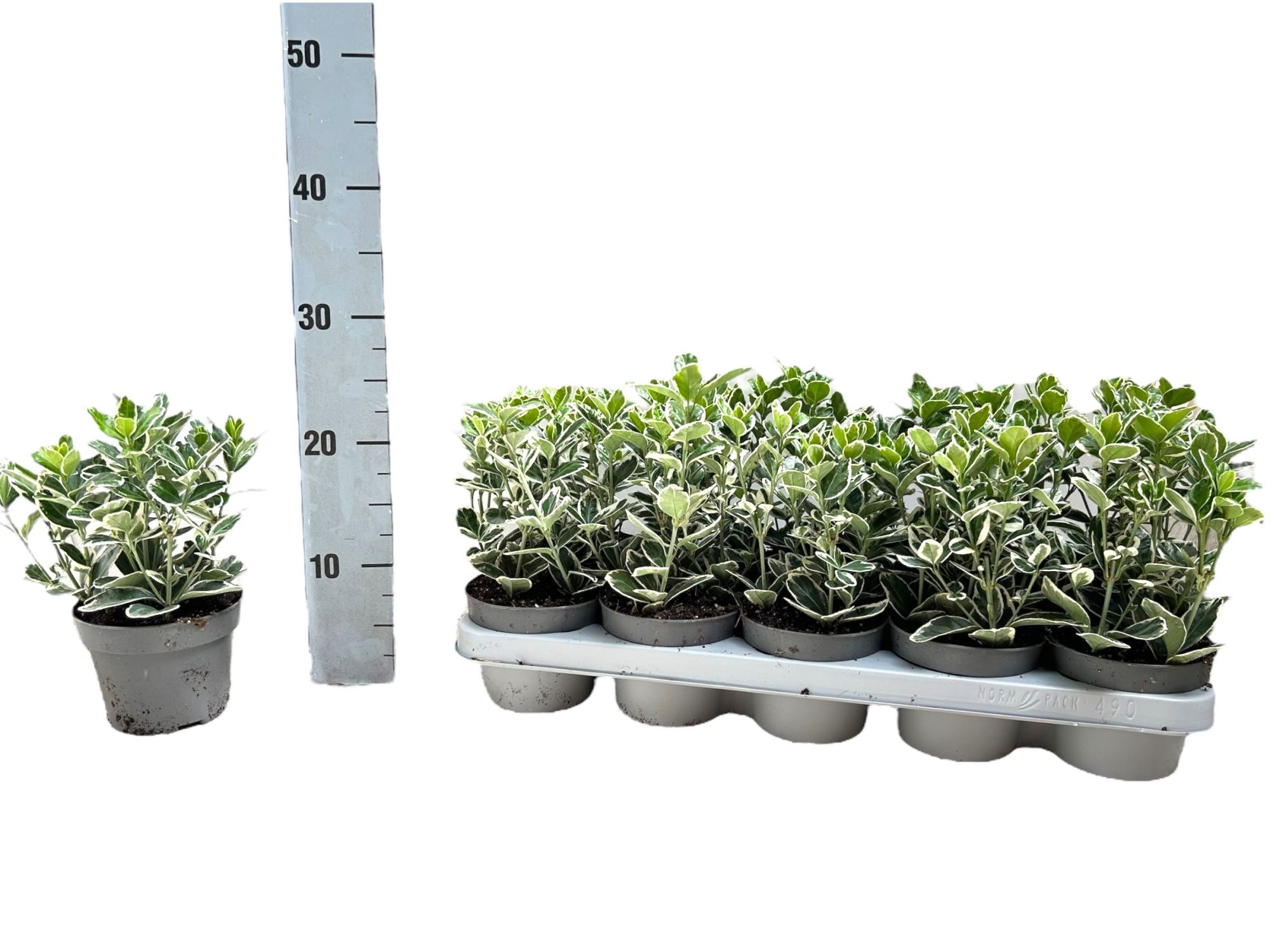 Euonymus japonicus 'Kathy' P12, D 12 cm