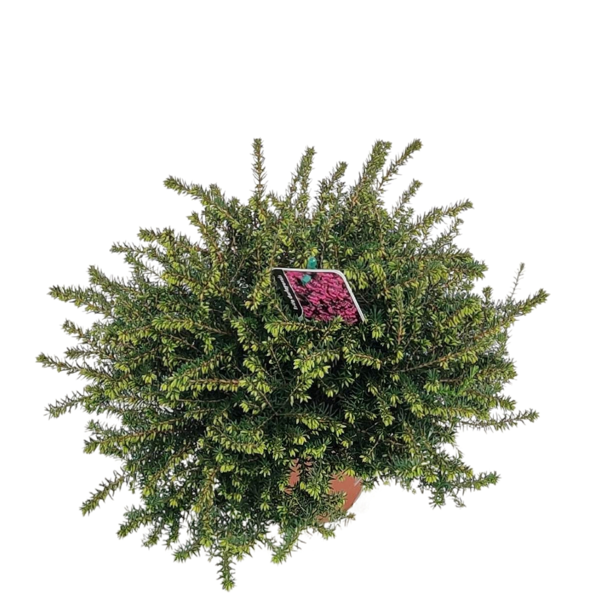 Erica Darleyensis P13 'rood', D 13 cm