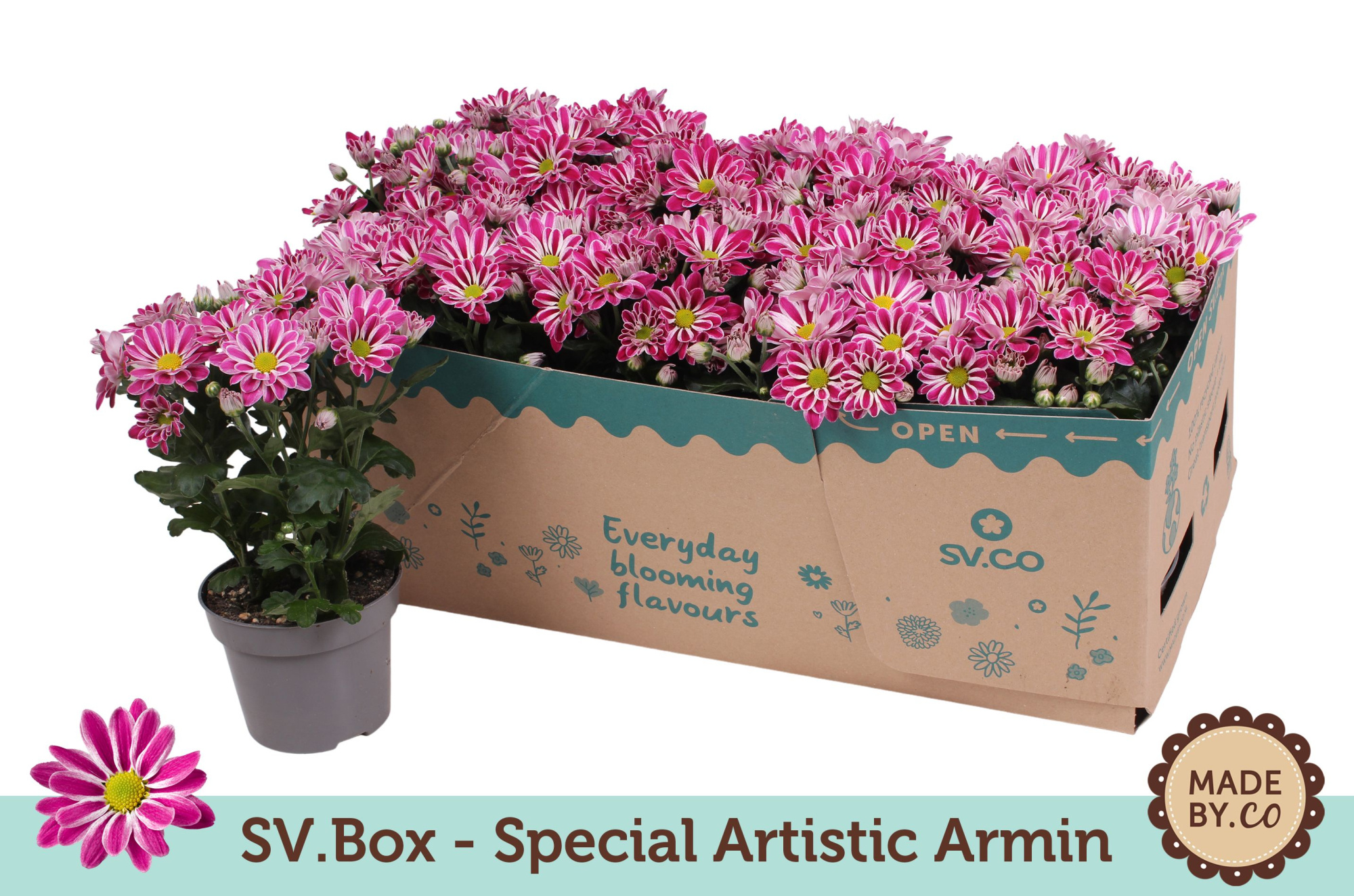 Chrysant Special Artist Armin in SV.Box, D 12 cm