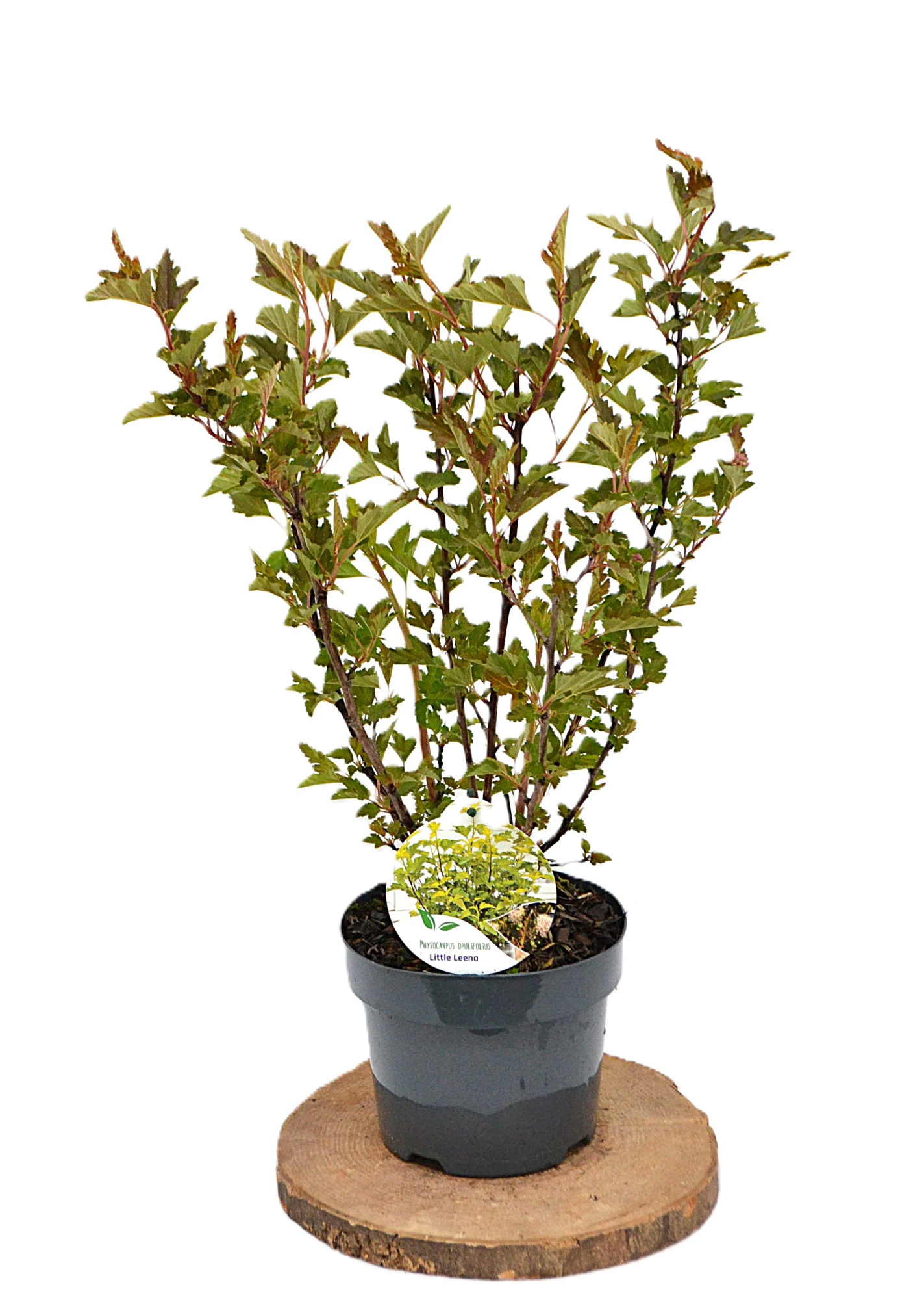 Physocarpus opulifoilius Little Leena C3, D 19