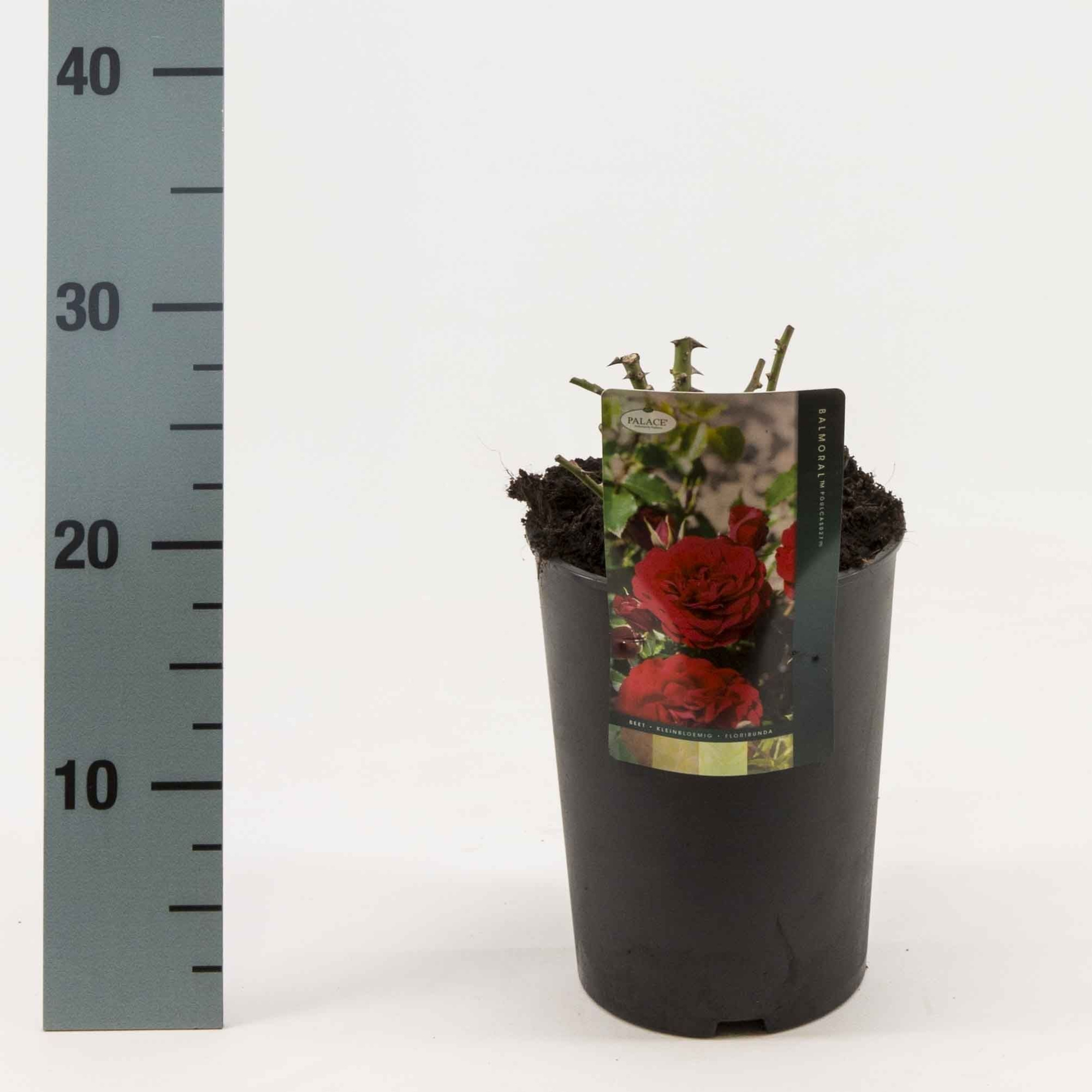 Rosa Exclusieve struikrozen sortiment, D 17