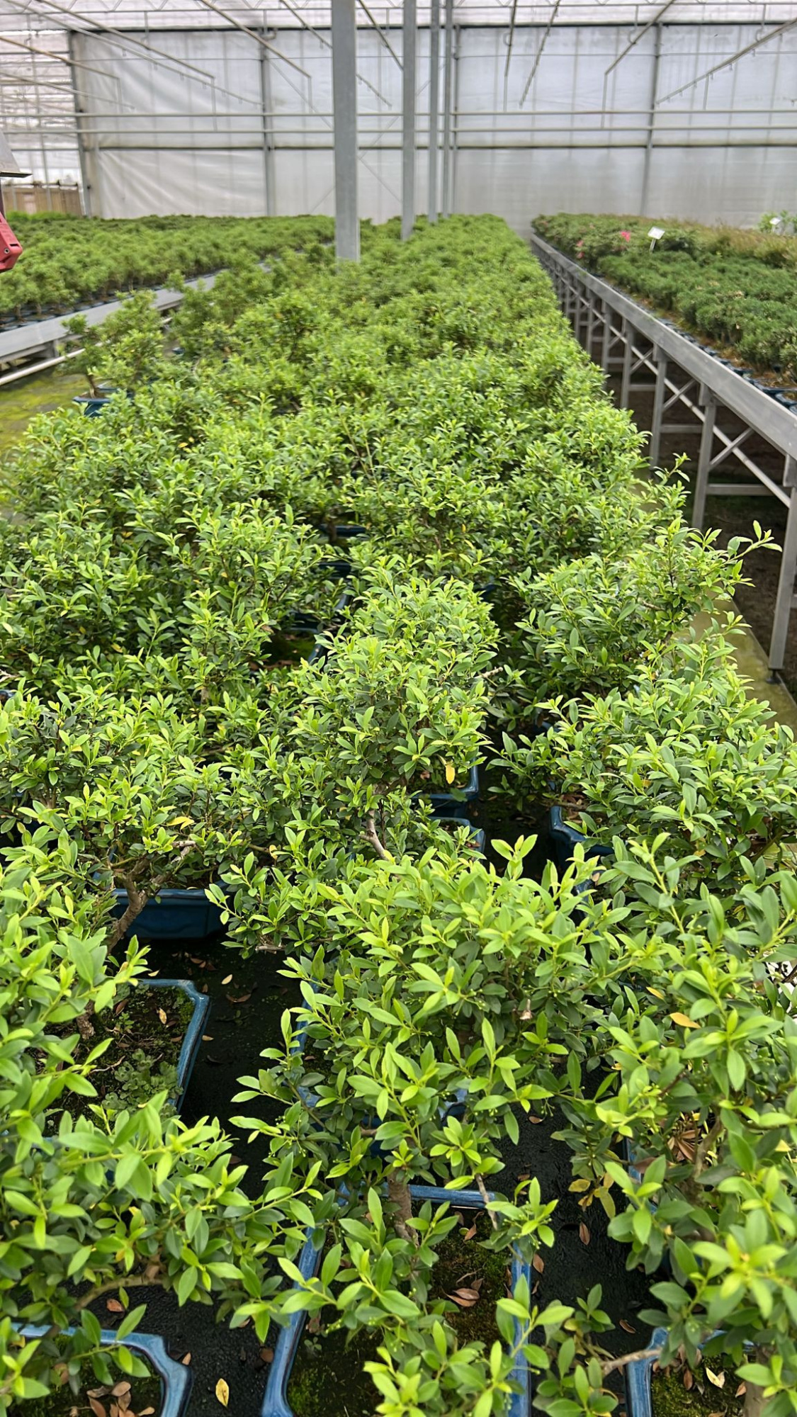 ilex crenata, 20 cm, shape, with drip tray, D 19