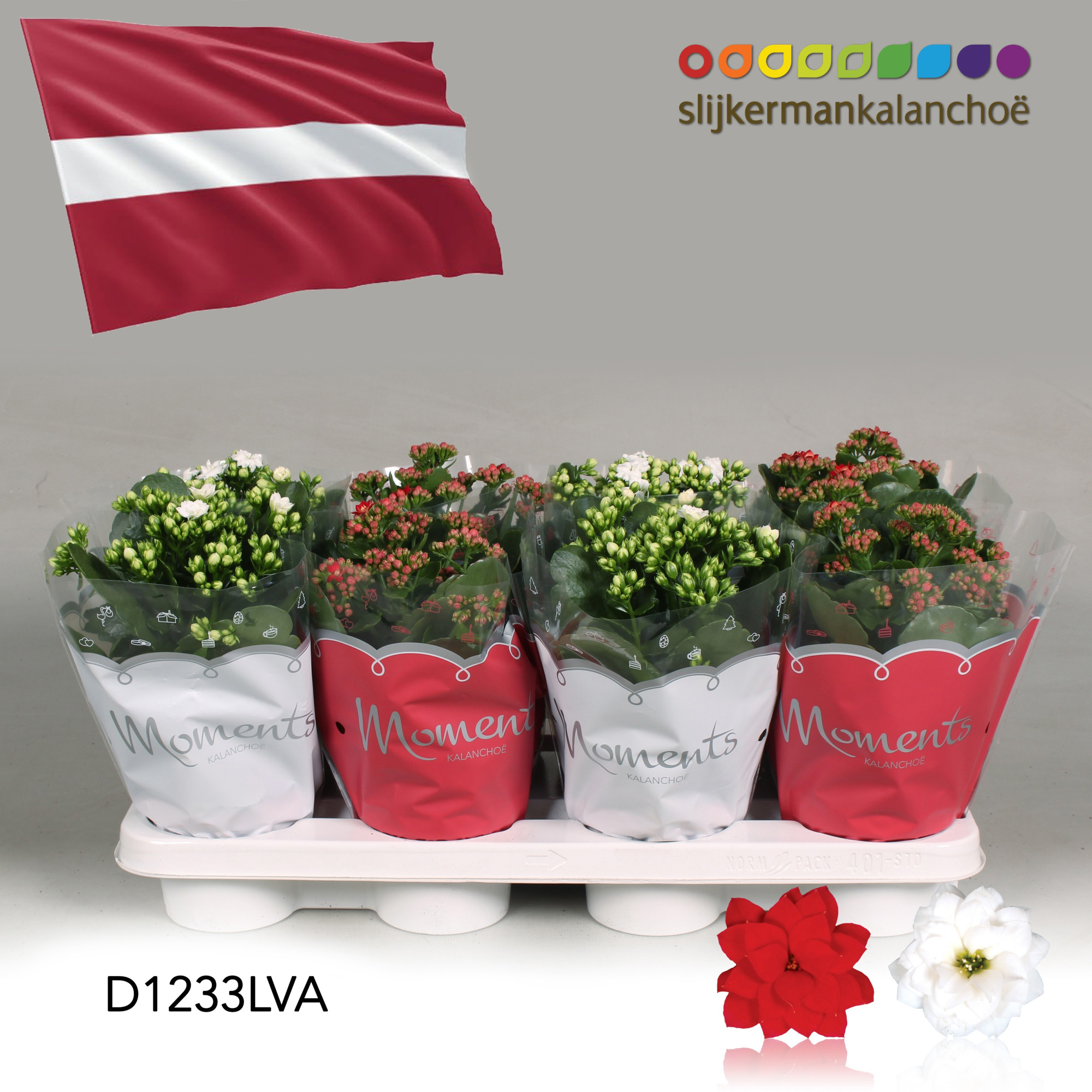 Kalanchoe Moments - Latvia flag, D 12