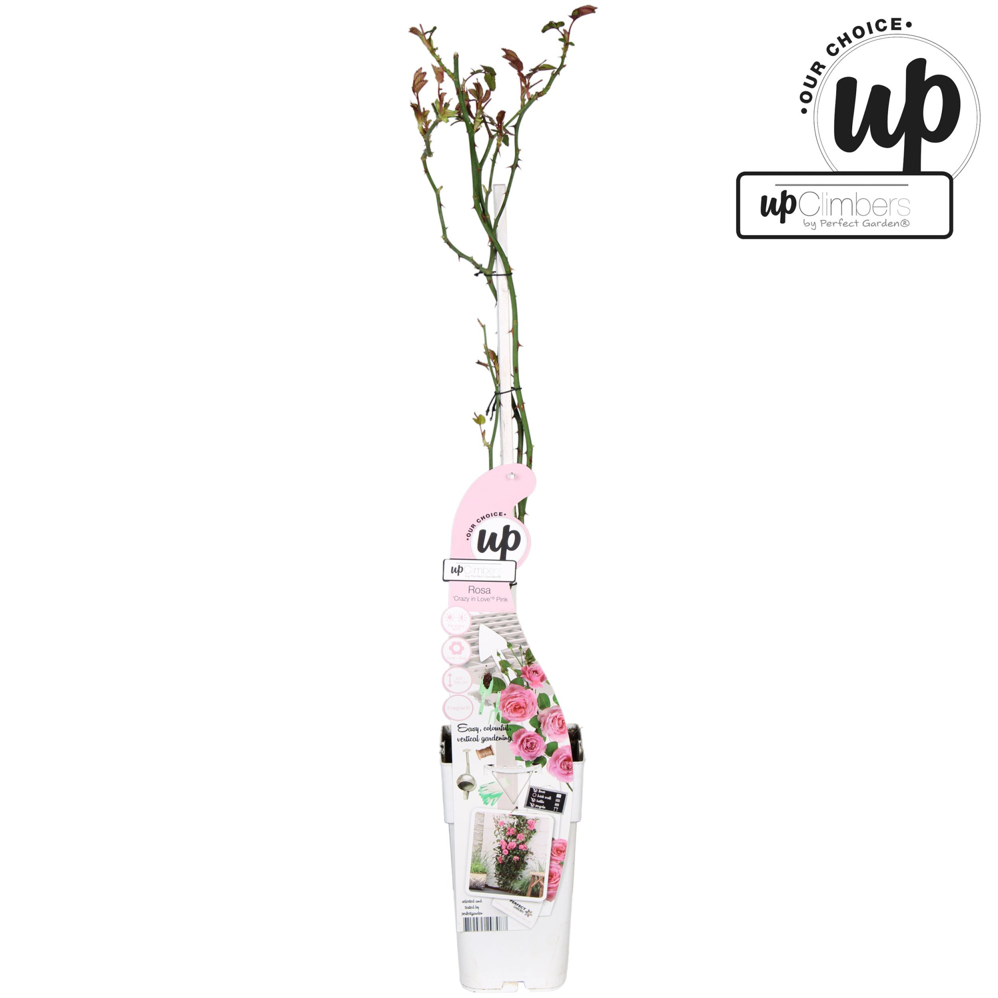 Rosa Crazy in love Pink P15, D 15