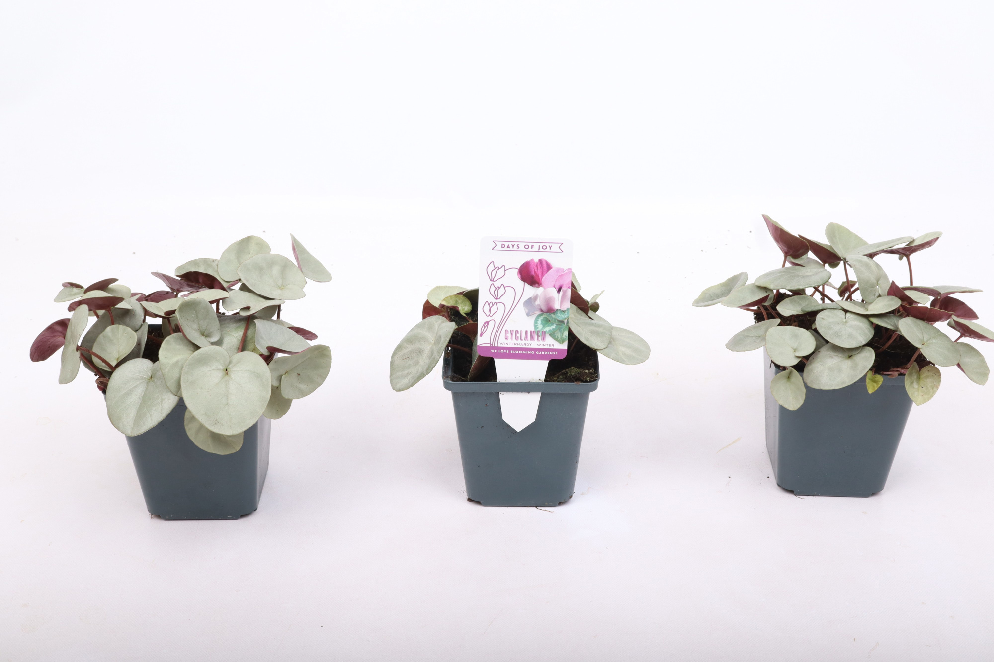 Cyclamen coum silverleaf pink 9 cm, D 9