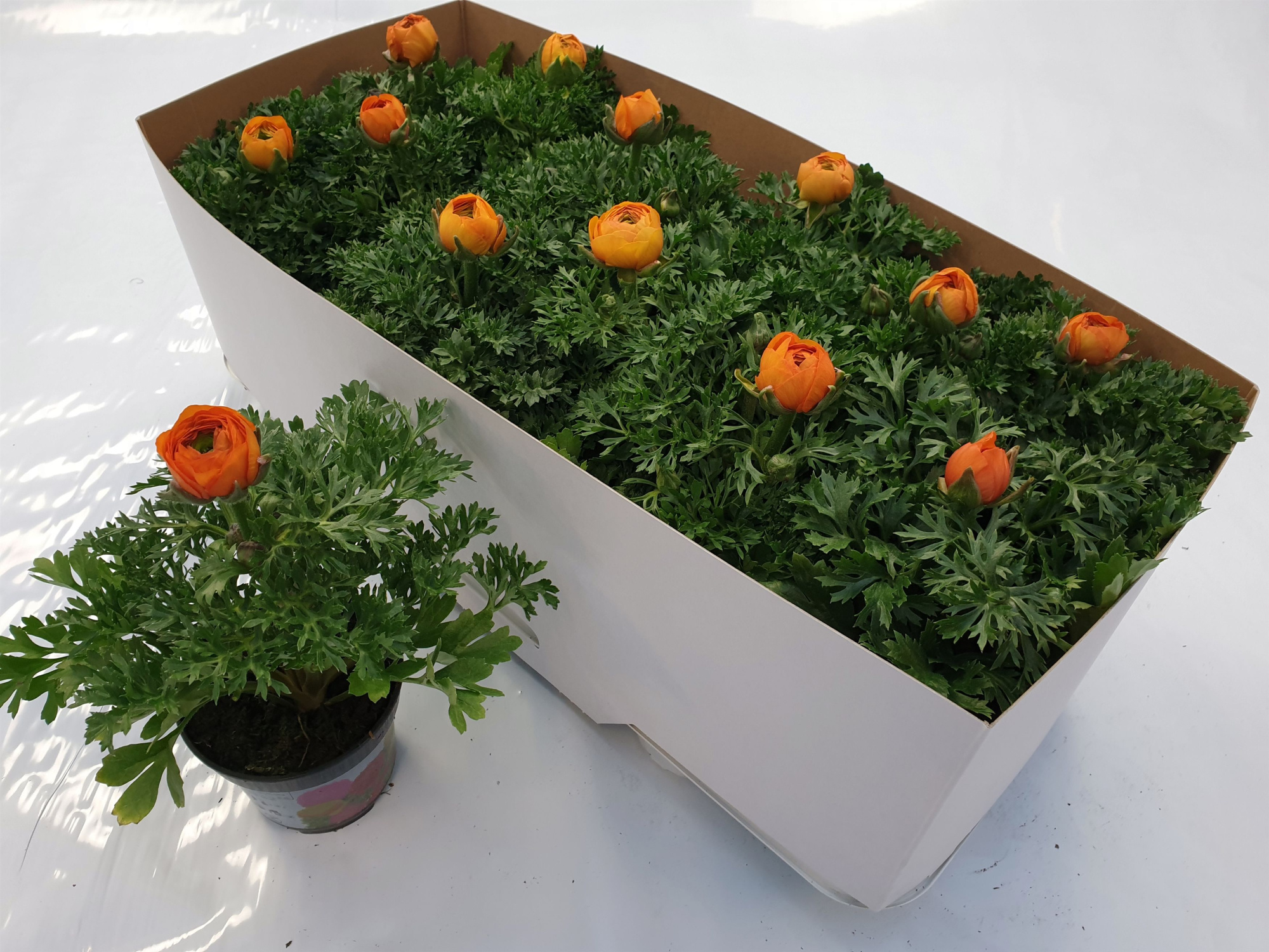 Ran. Maché orange, D 10,5