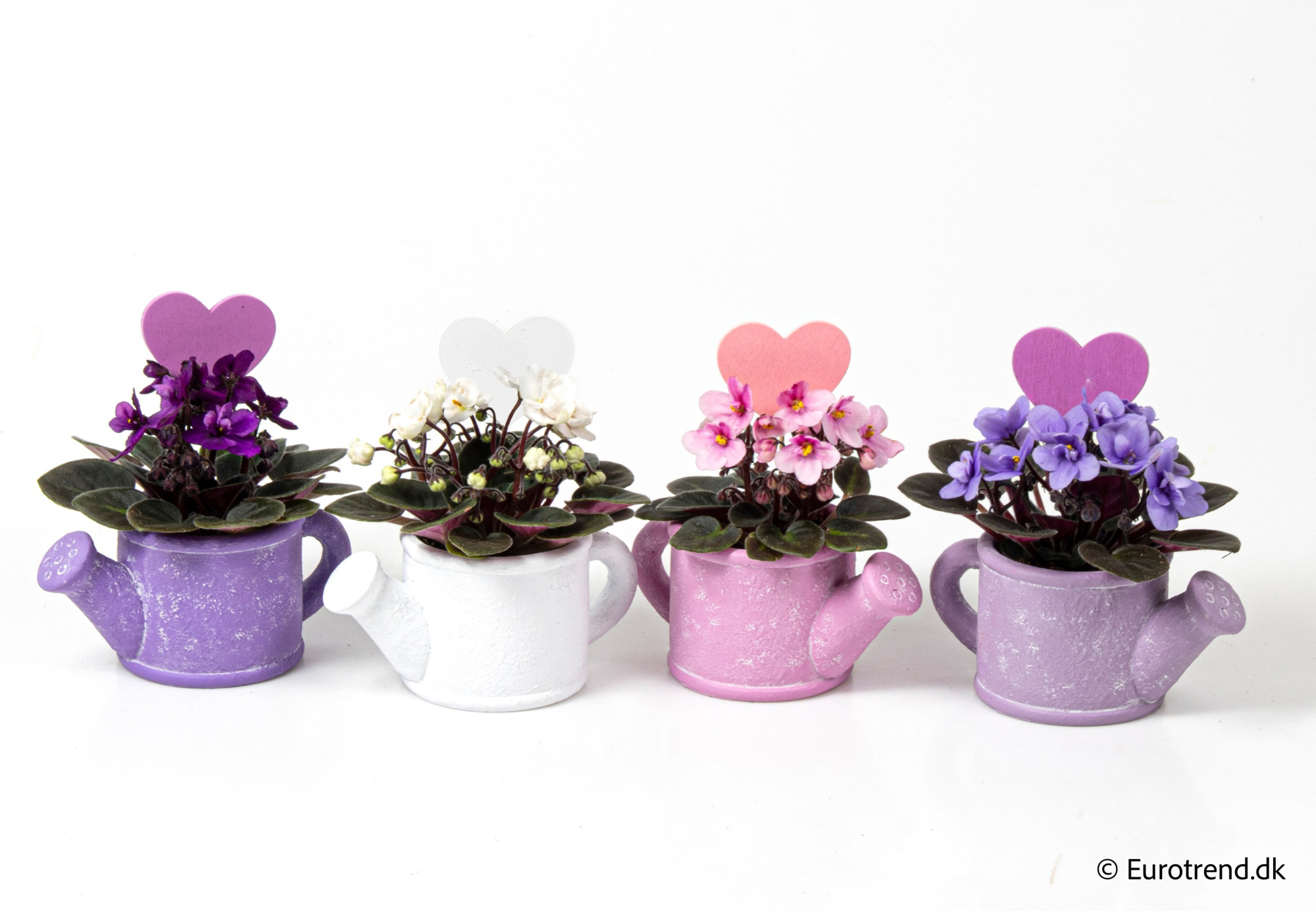 Saint paulia in Valentine ceramic 2026, D 6