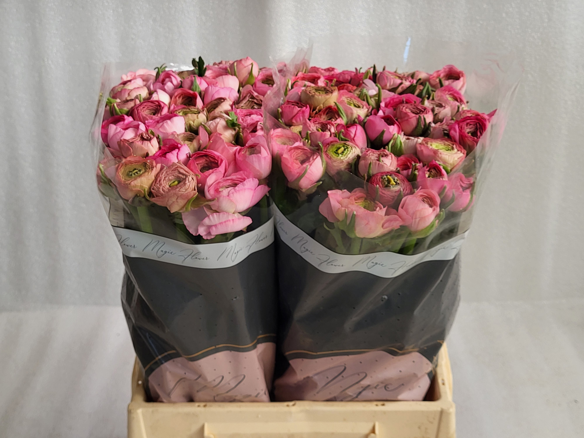 Ранункулус Амандин Роуз 45, шт.