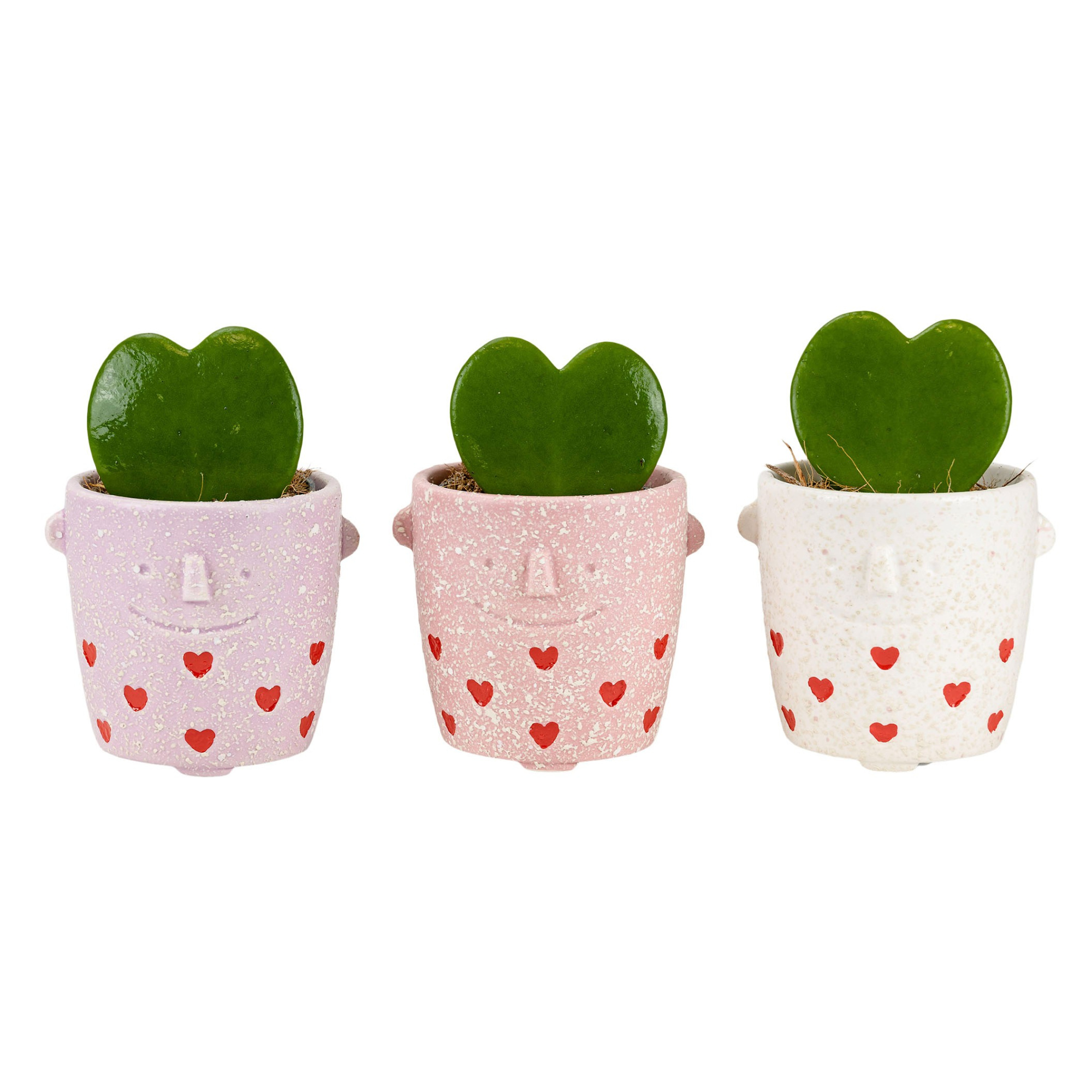 Lovestruck with Hoya Kerrii, D 6