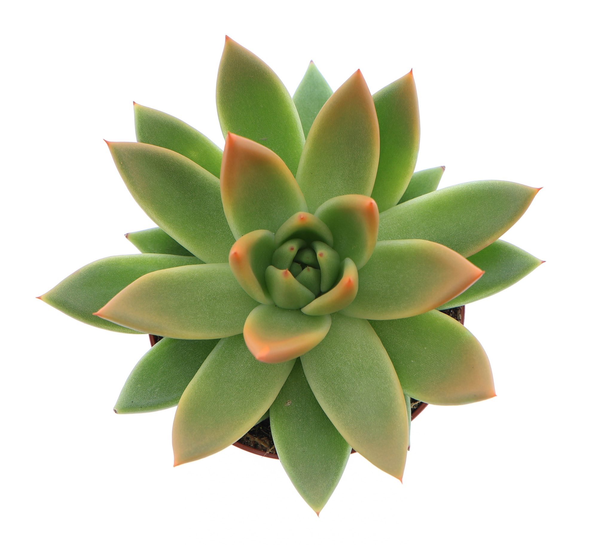 Miranda tips orange, D 8,5 cm