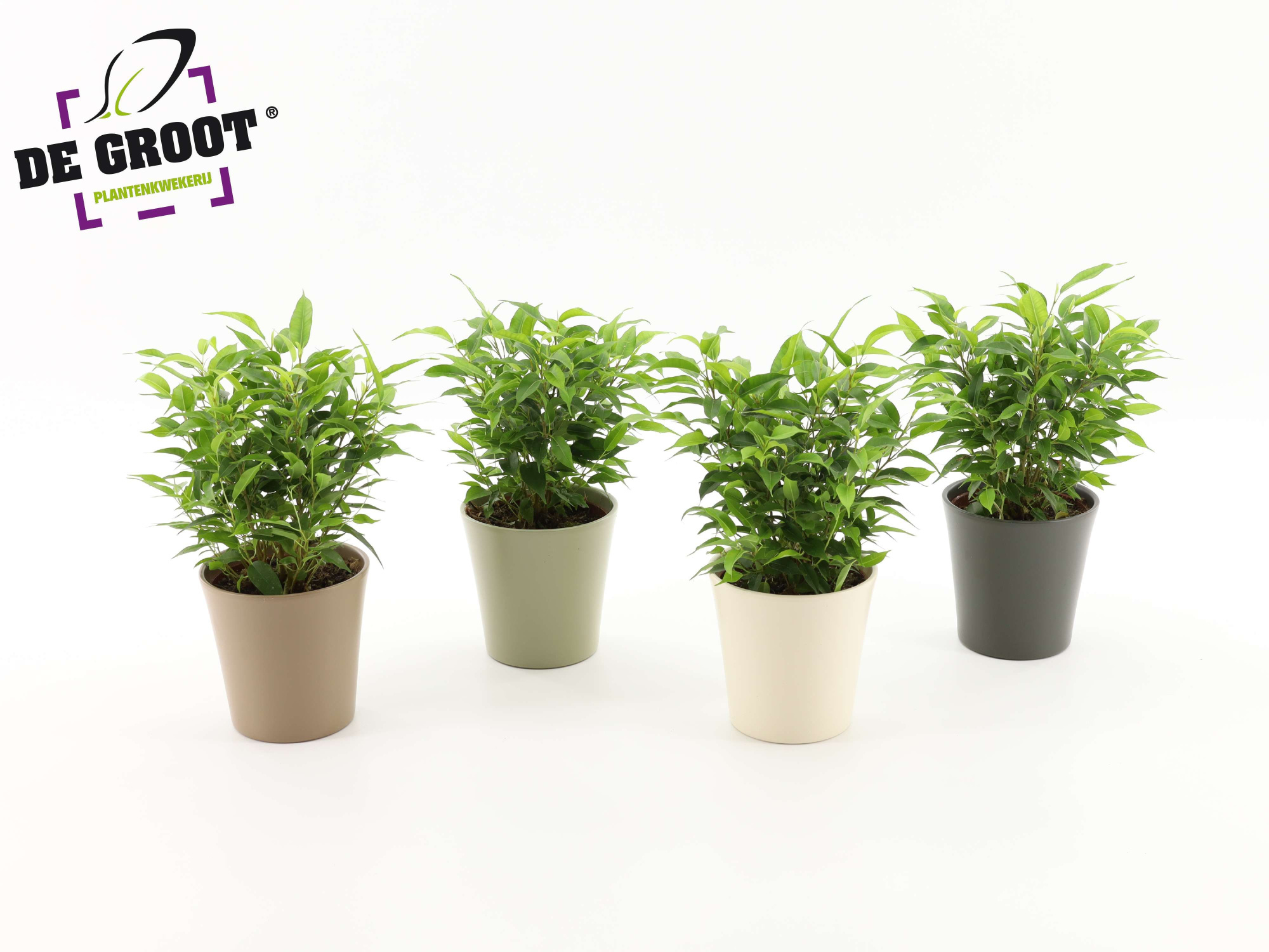 Ficus Natasja clumb in keramiek, D 12 cm